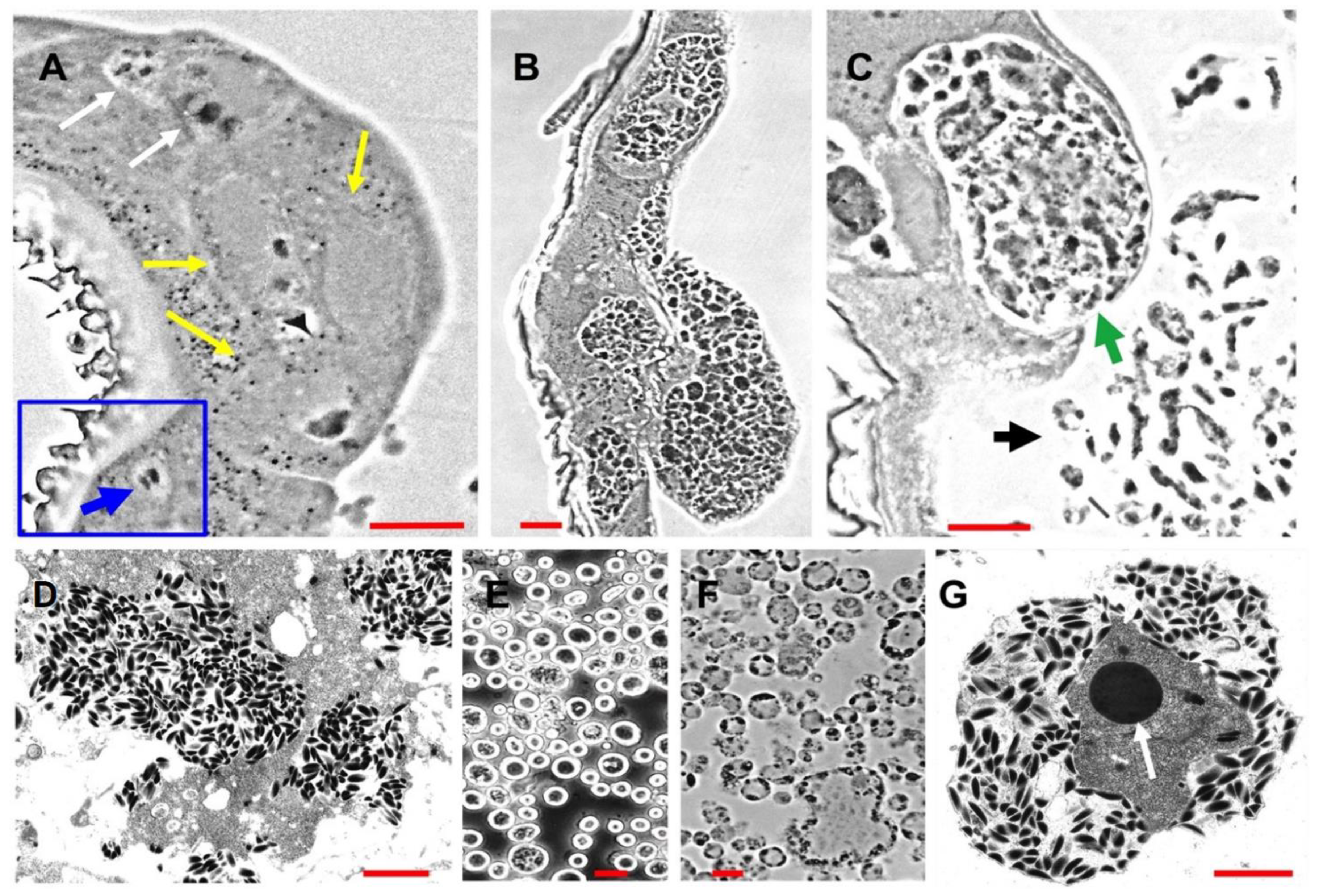 Viruses 14 01444 g001