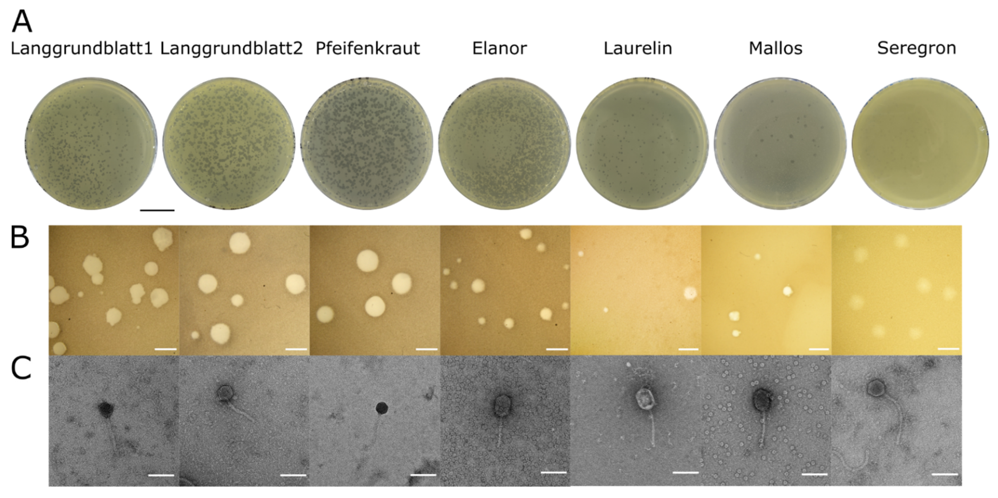 Viruses 14 01449 g001