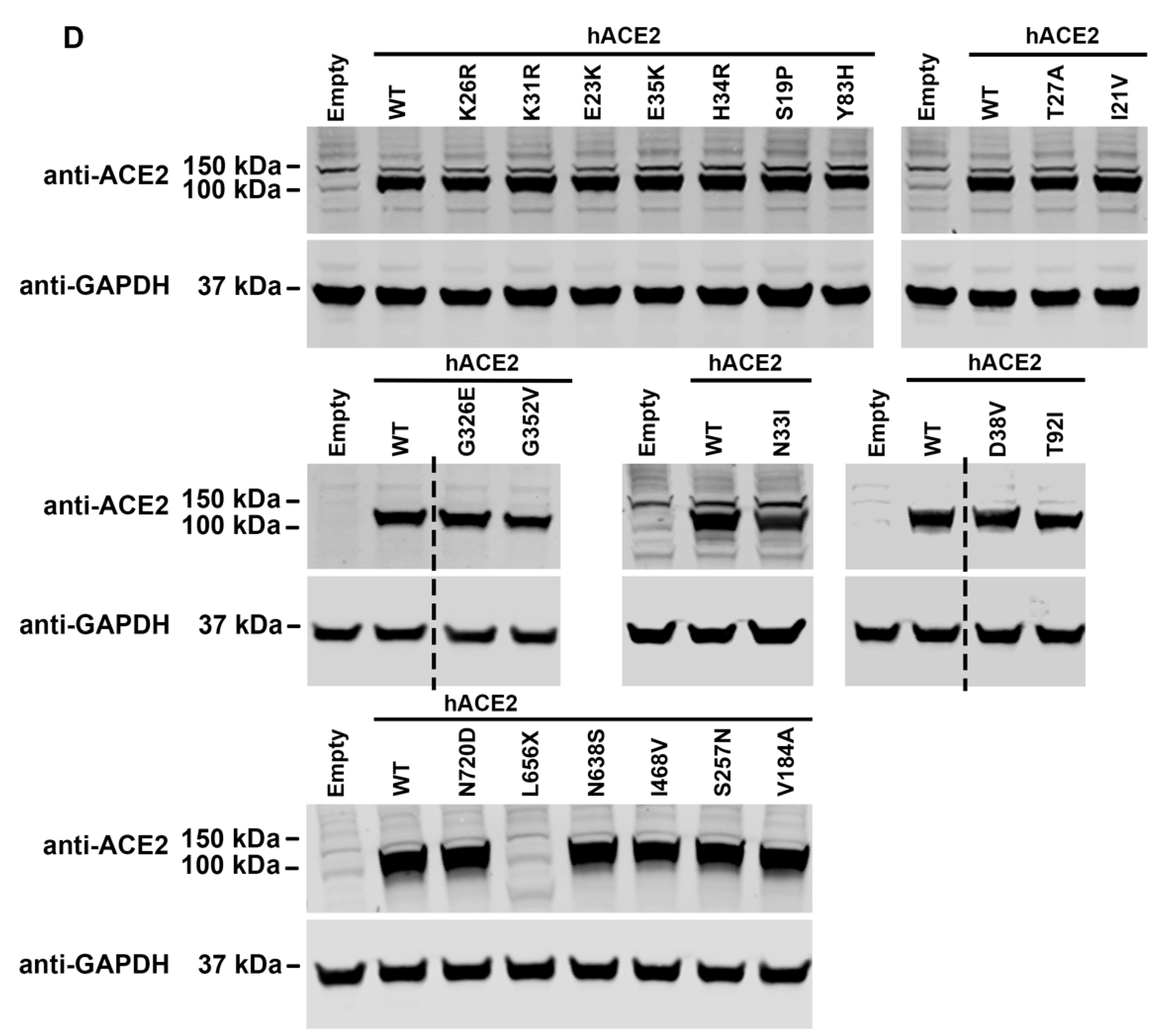 Viruses 14 01451 g002c
