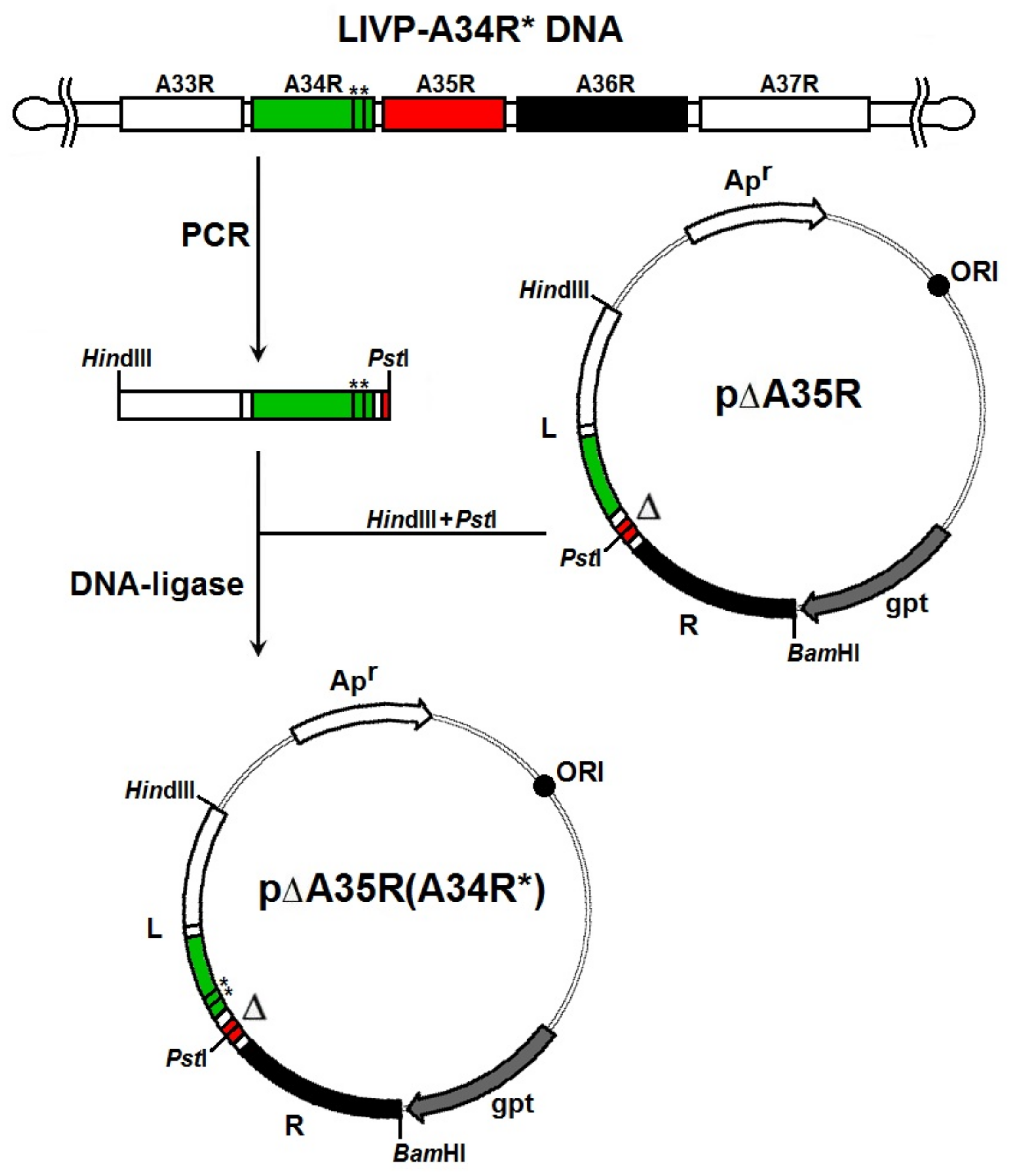 Viruses 14 01453 g001