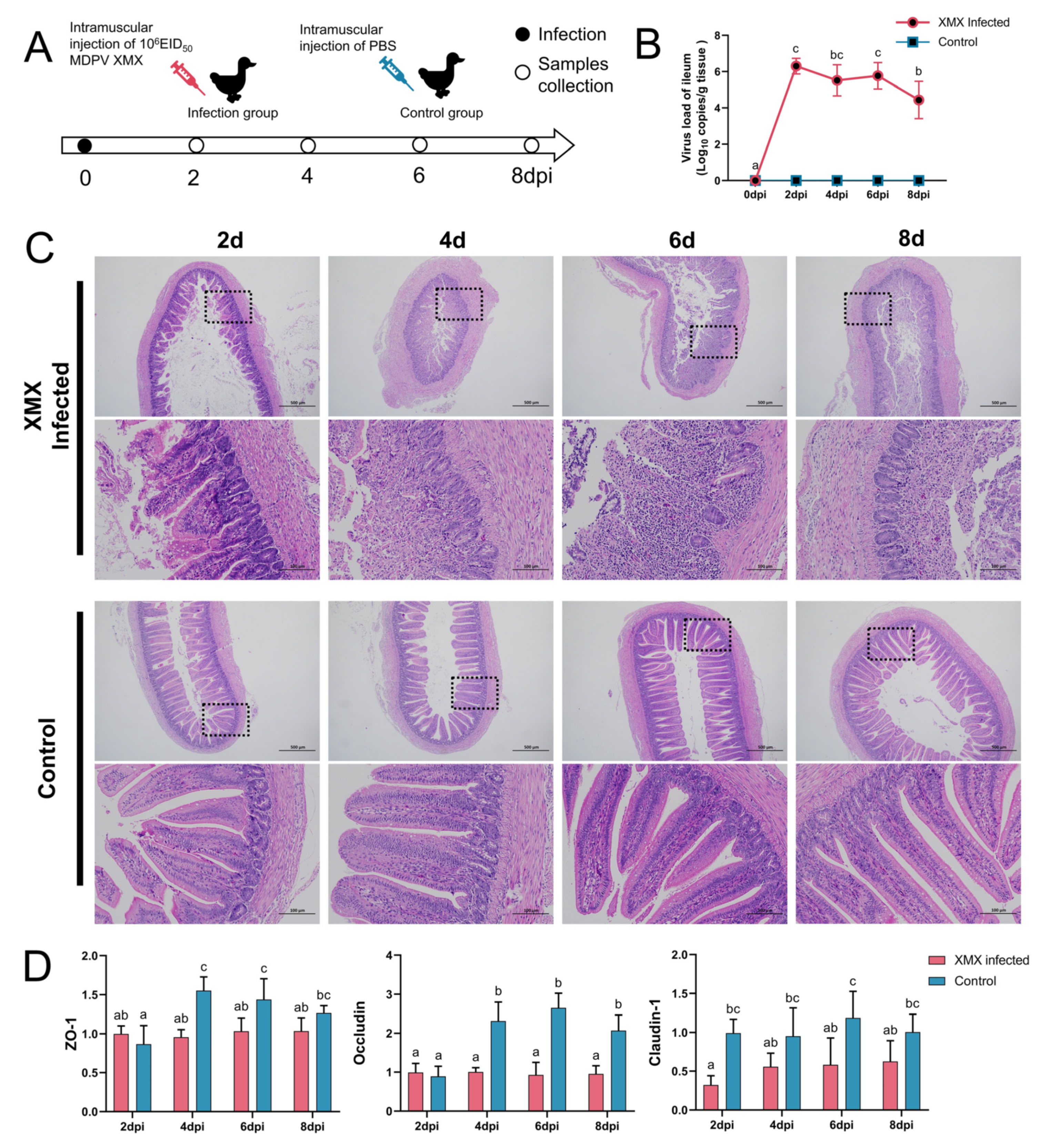 Viruses 14 01471 g001