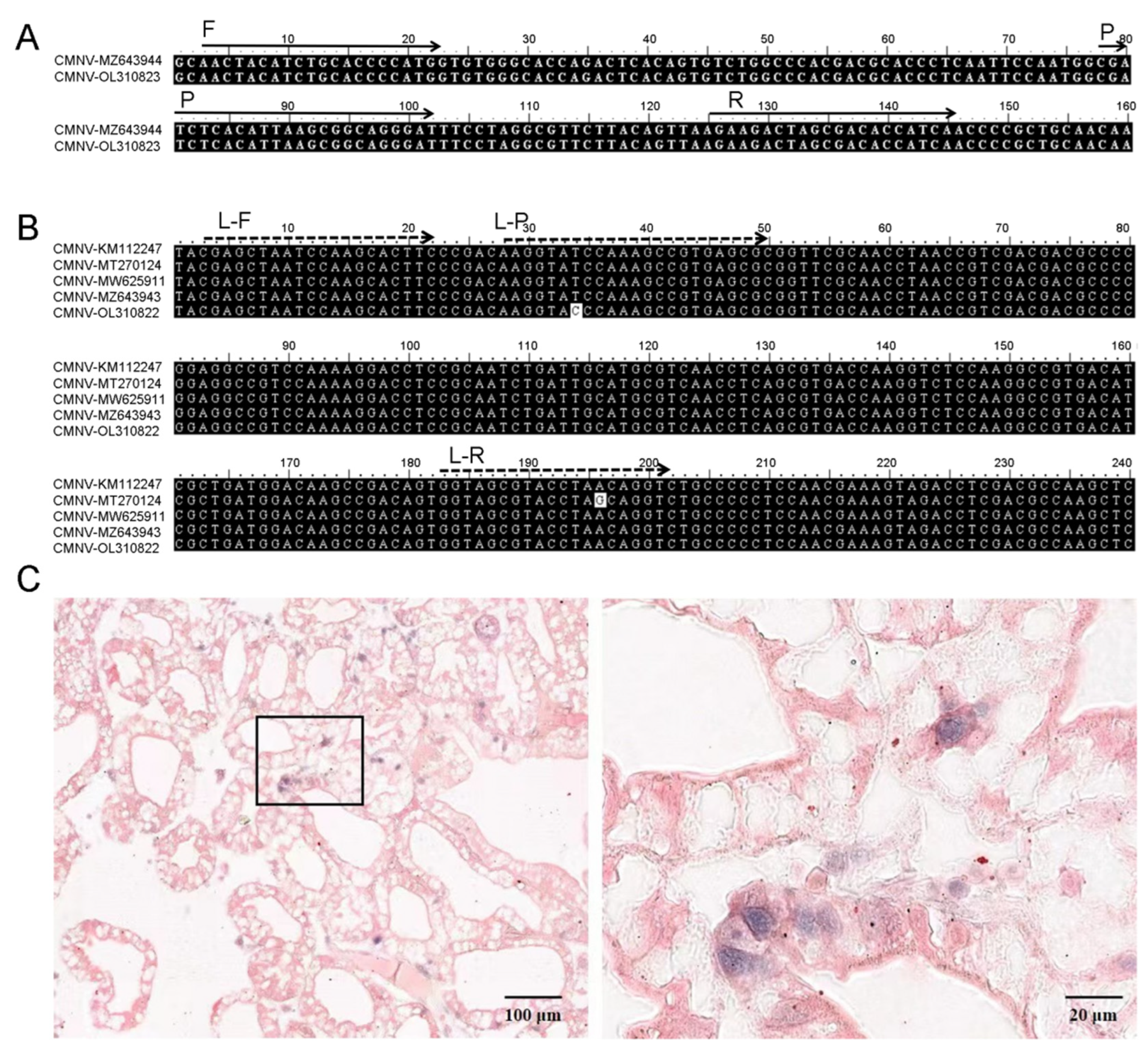 Viruses 14 01475 g004