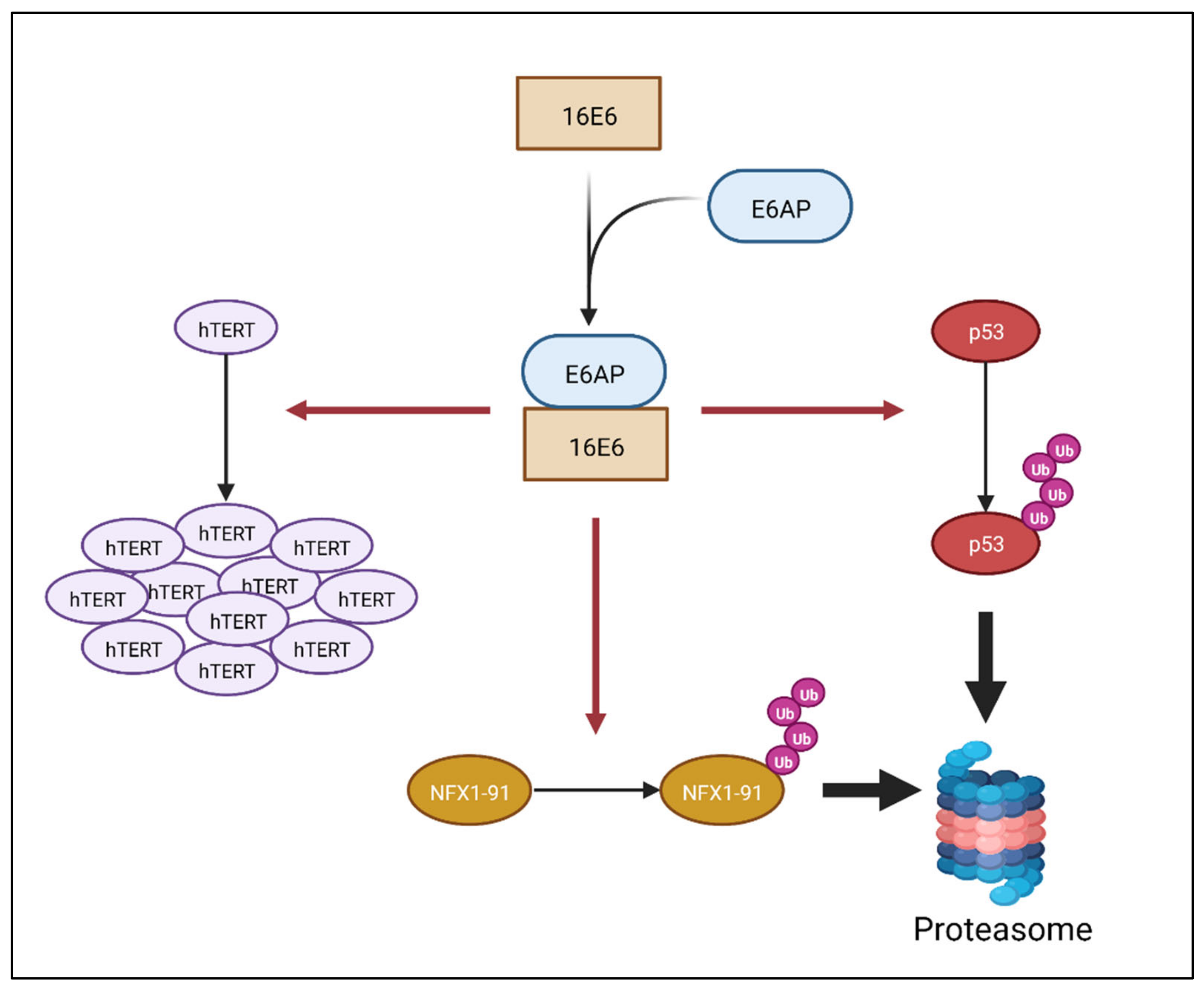 Viruses 14 01483 g001