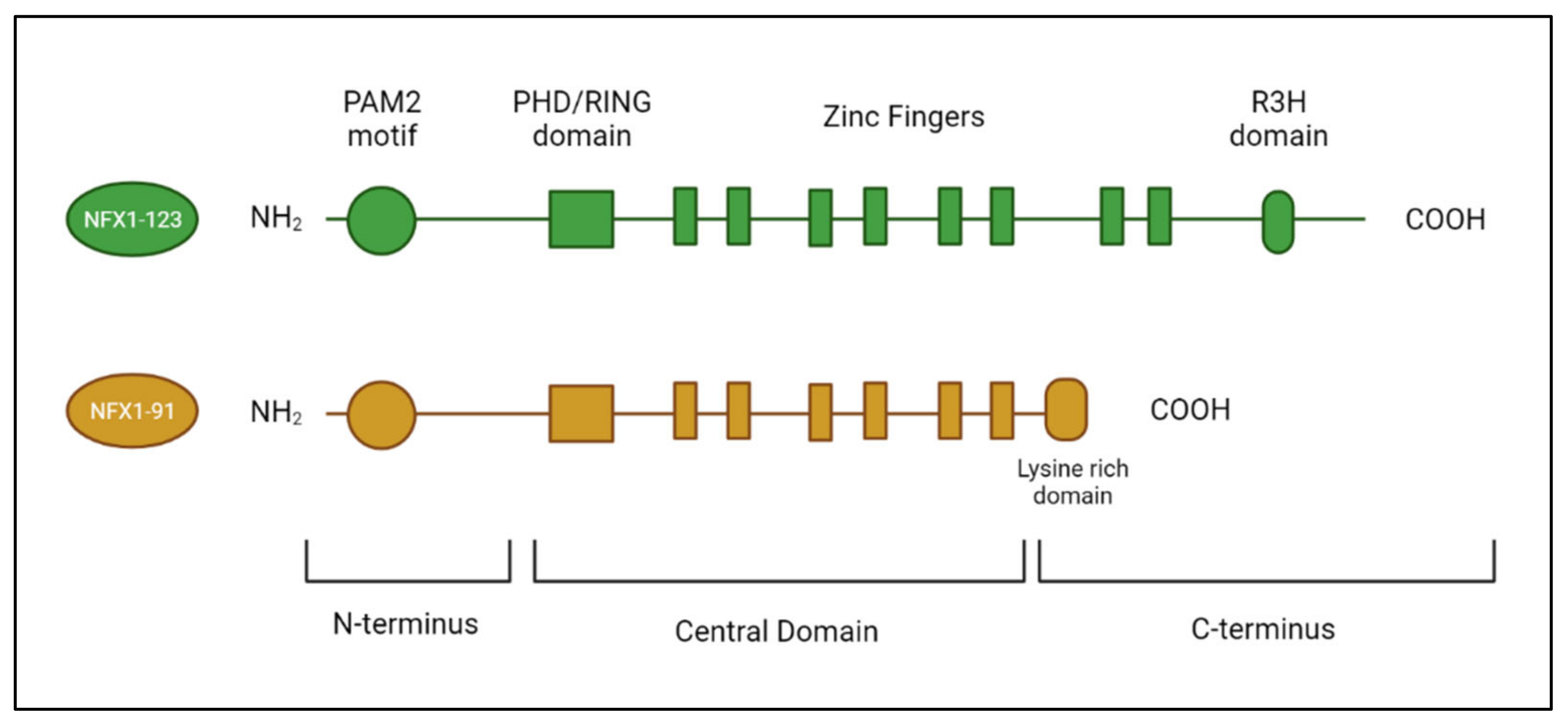 Viruses 14 01483 g002