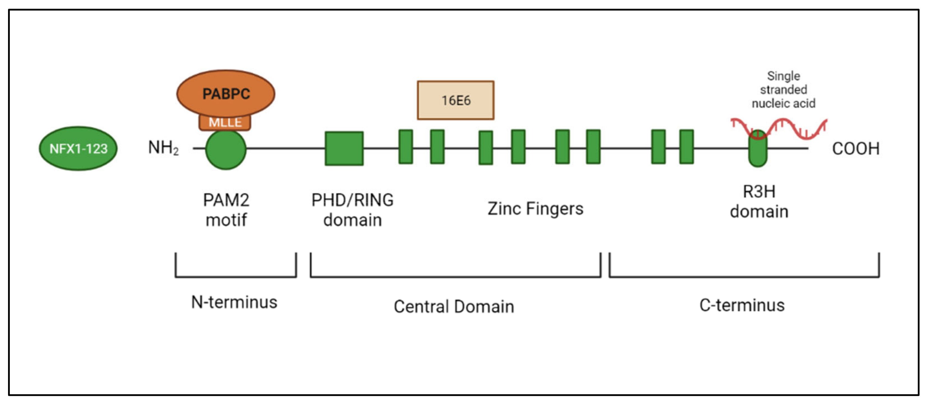 Viruses 14 01483 g003