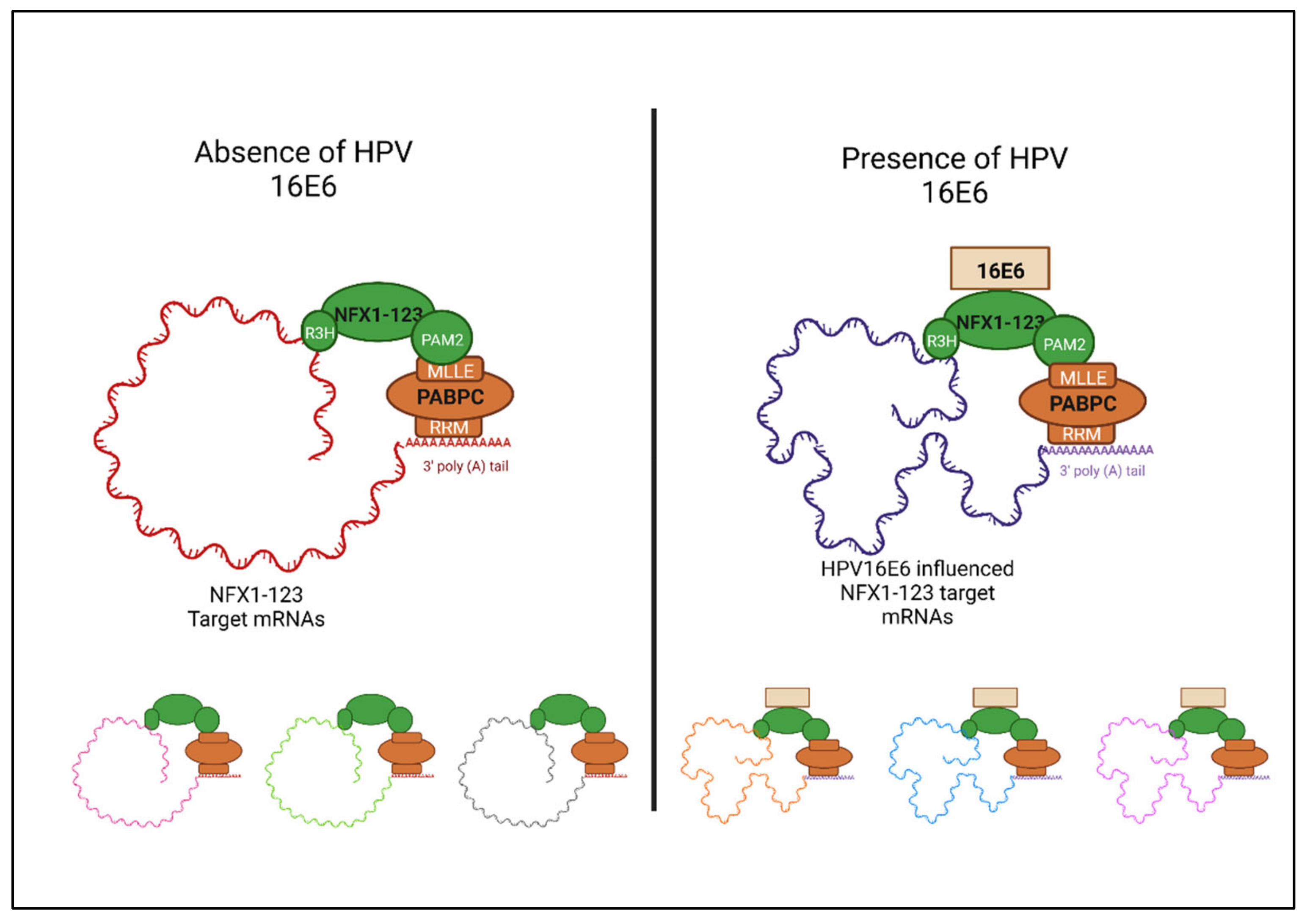Viruses 14 01483 g004