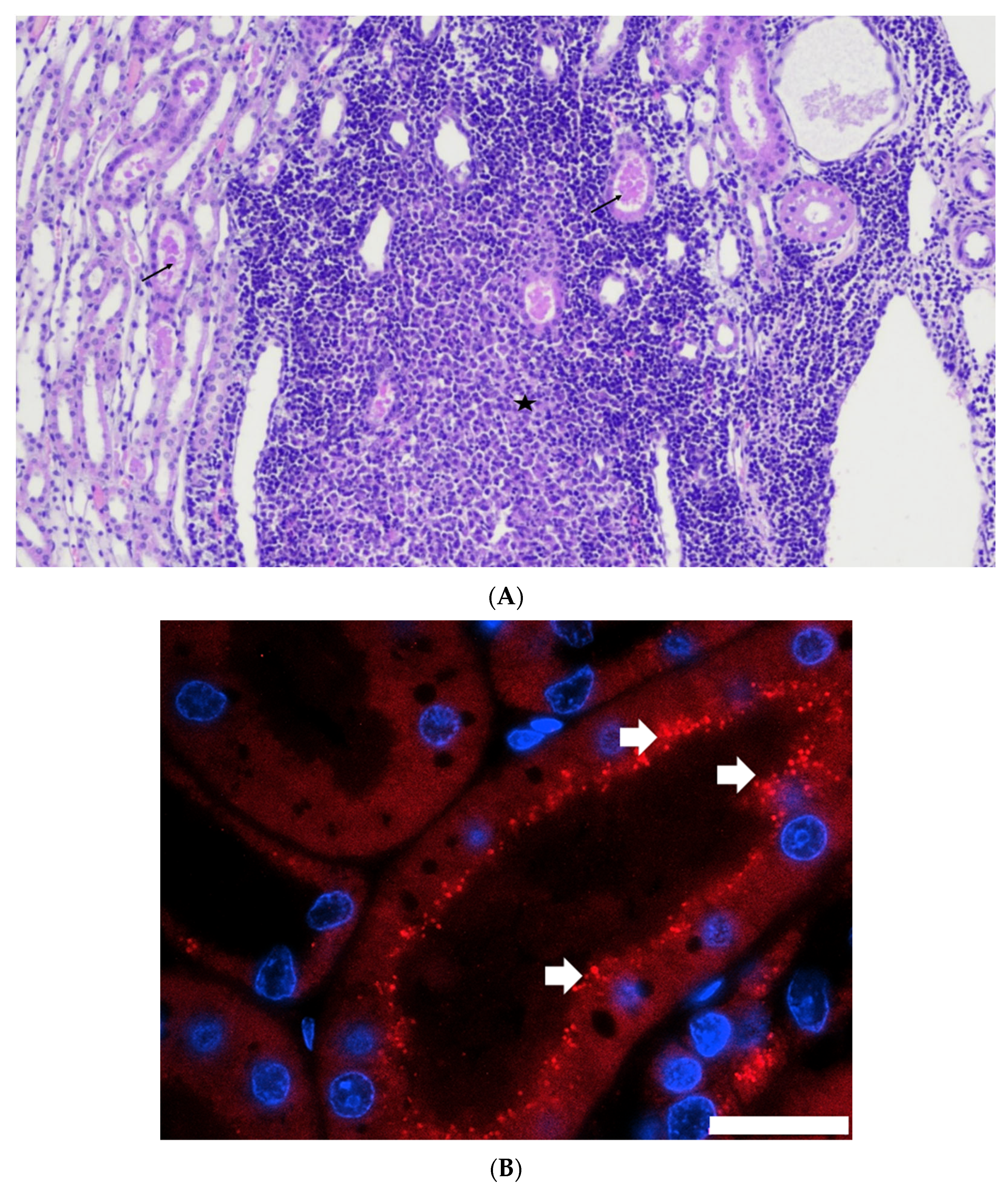 Viruses 14 01503 g006