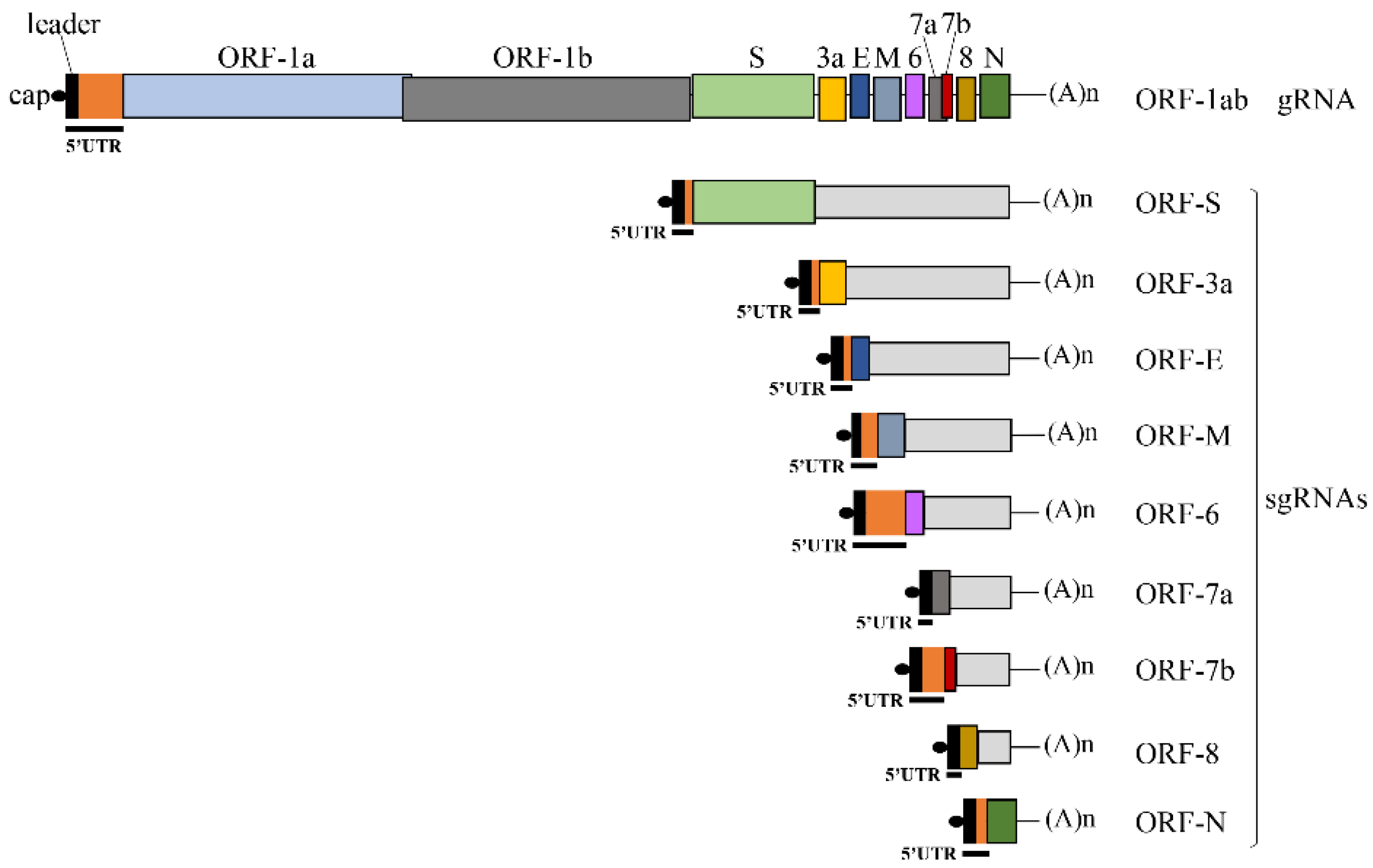 Viruses 14 01505 g001
