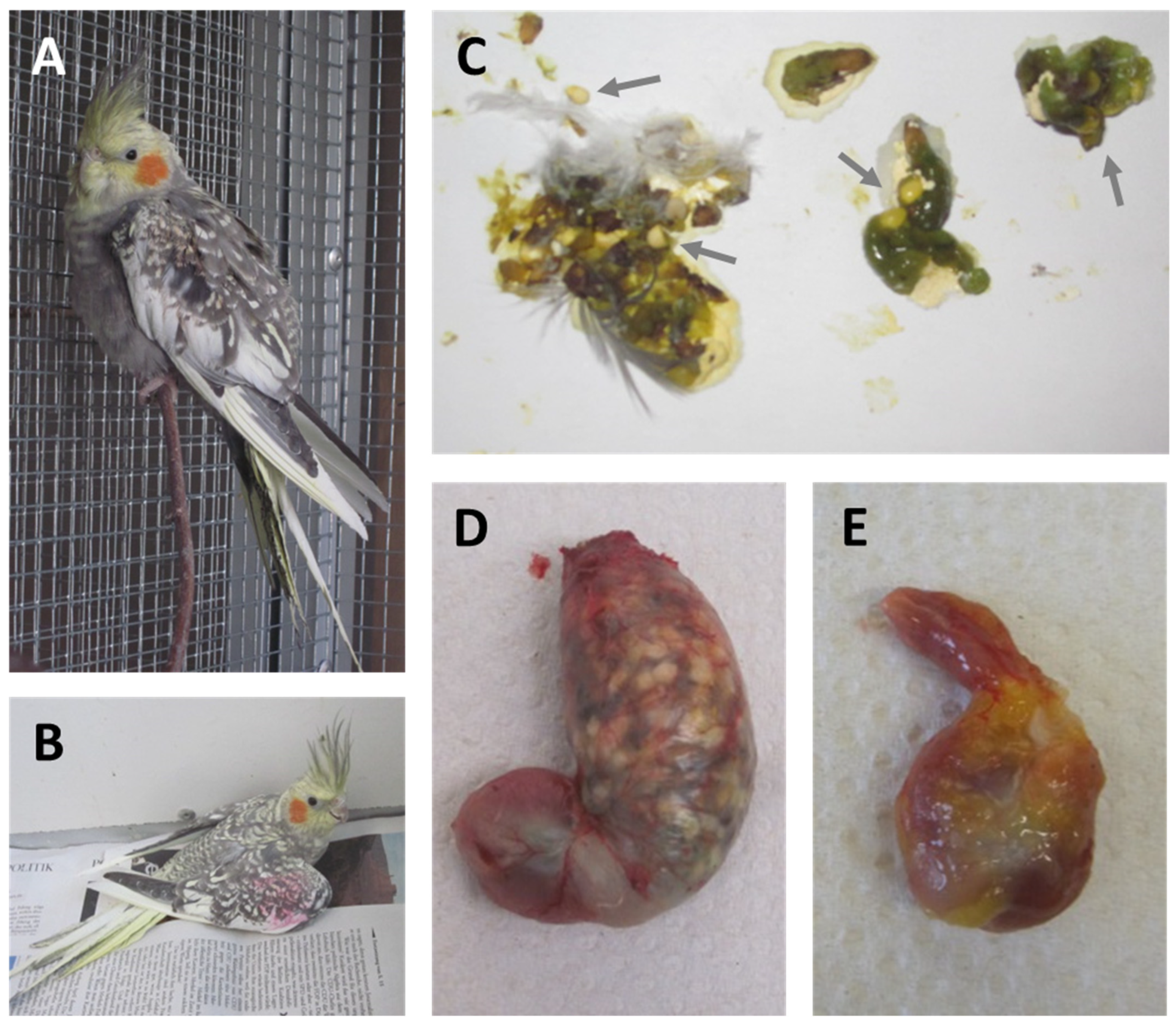 Viruses 14 01513 g003