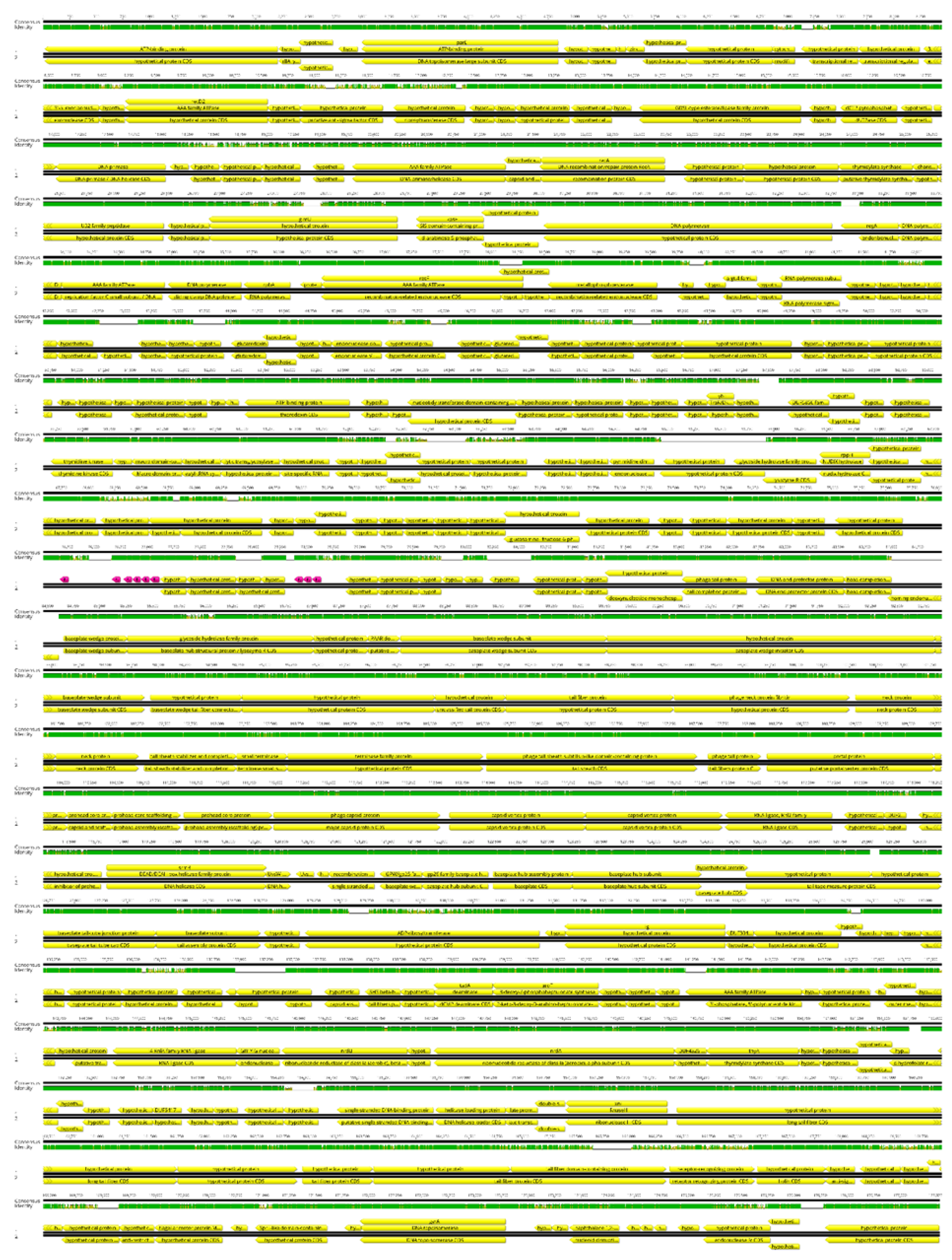 Viruses 14 01518 g005