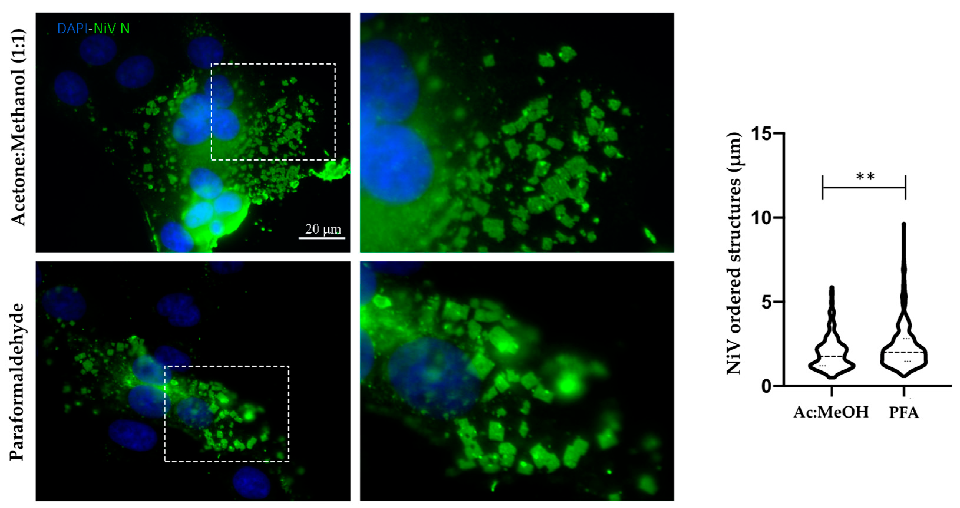 Viruses 14 01523 g002