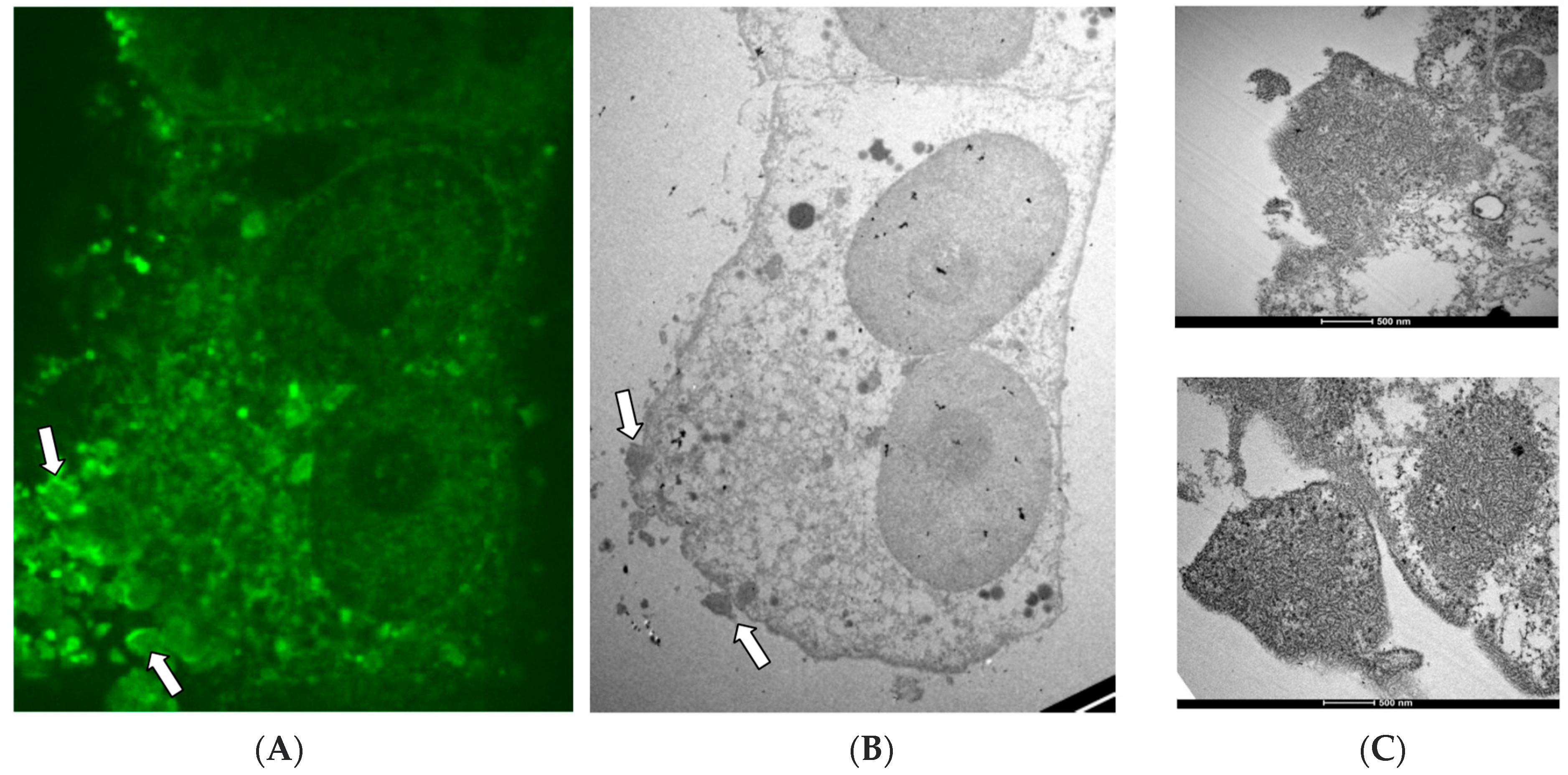 Viruses 14 01523 g005