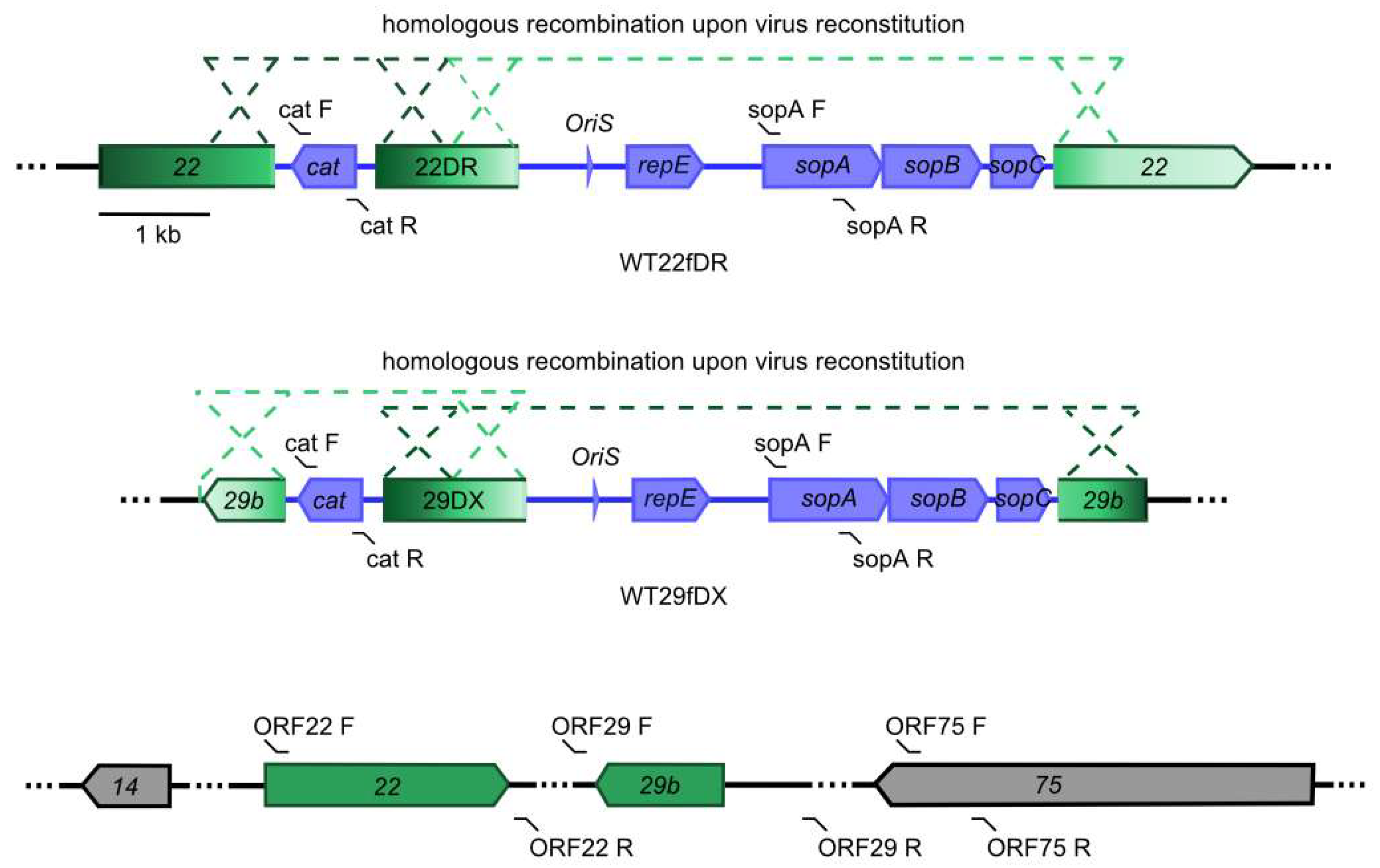 Viruses 14 01525 g001