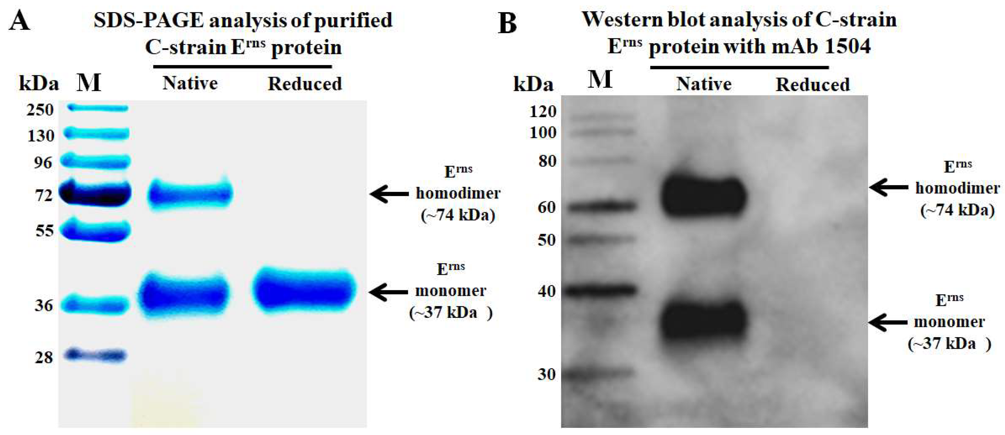 Viruses 14 01544 g001