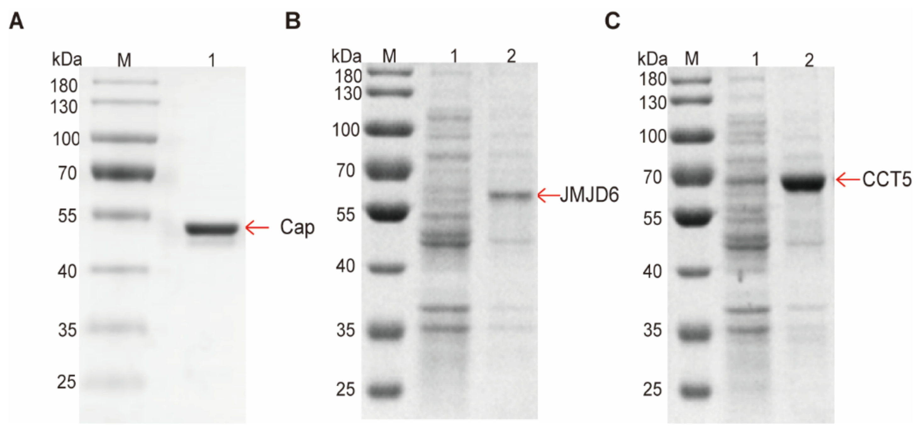 Viruses 14 01550 g005