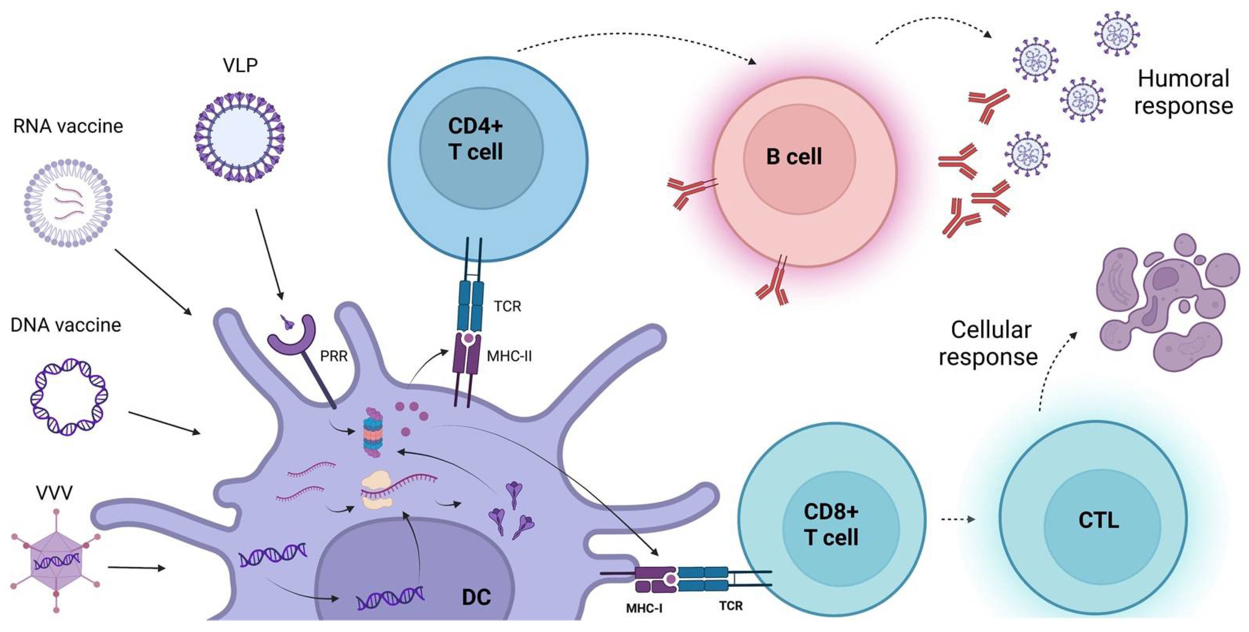 Viruses 14 01553 g003