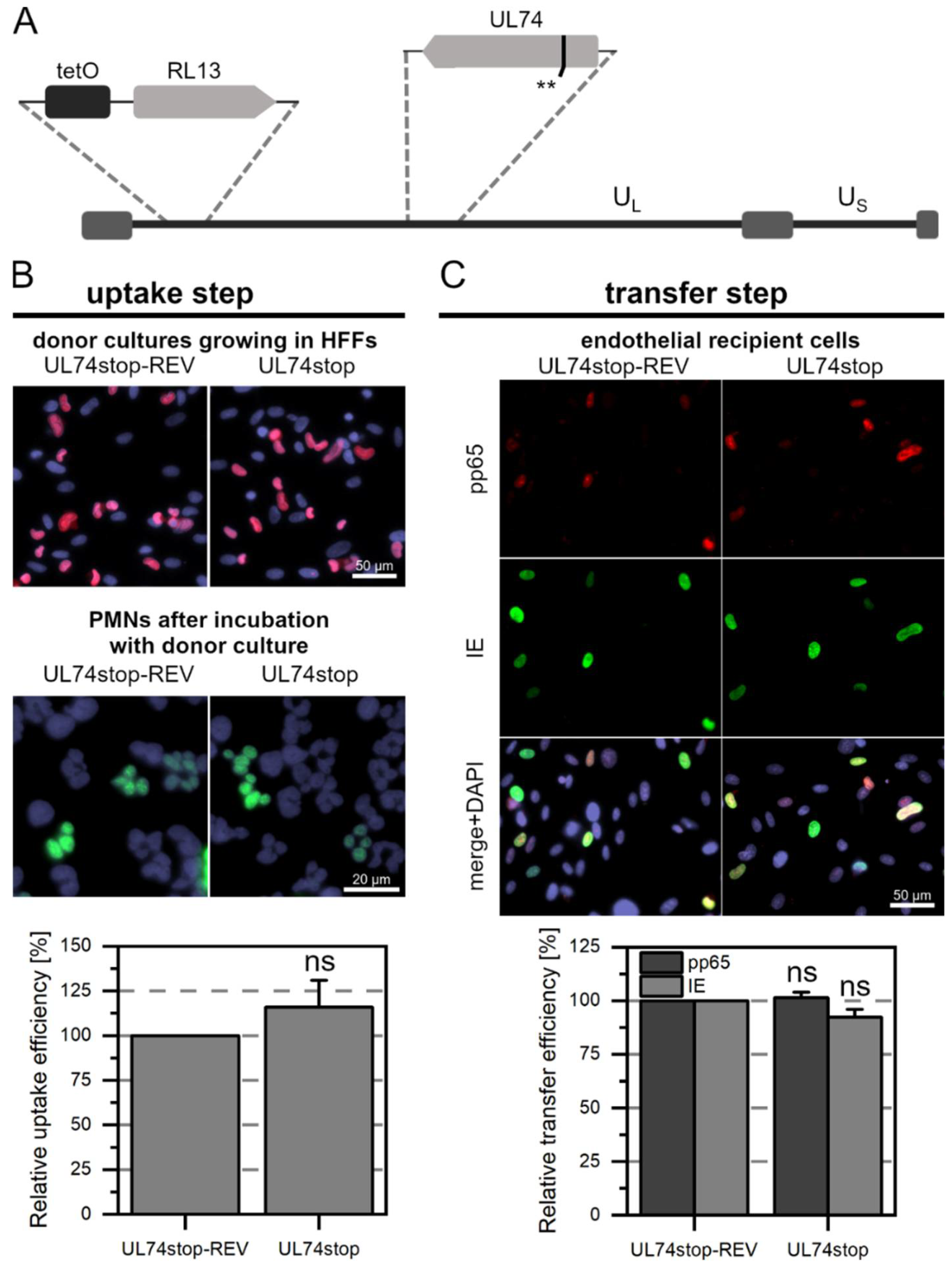 Viruses 14 01561 g003