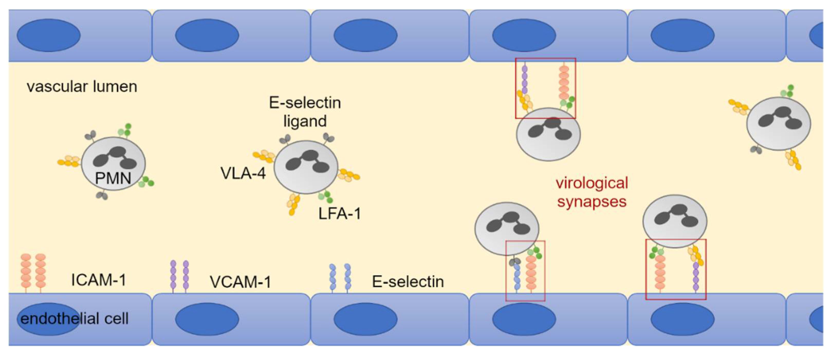Viruses 14 01561 g006
