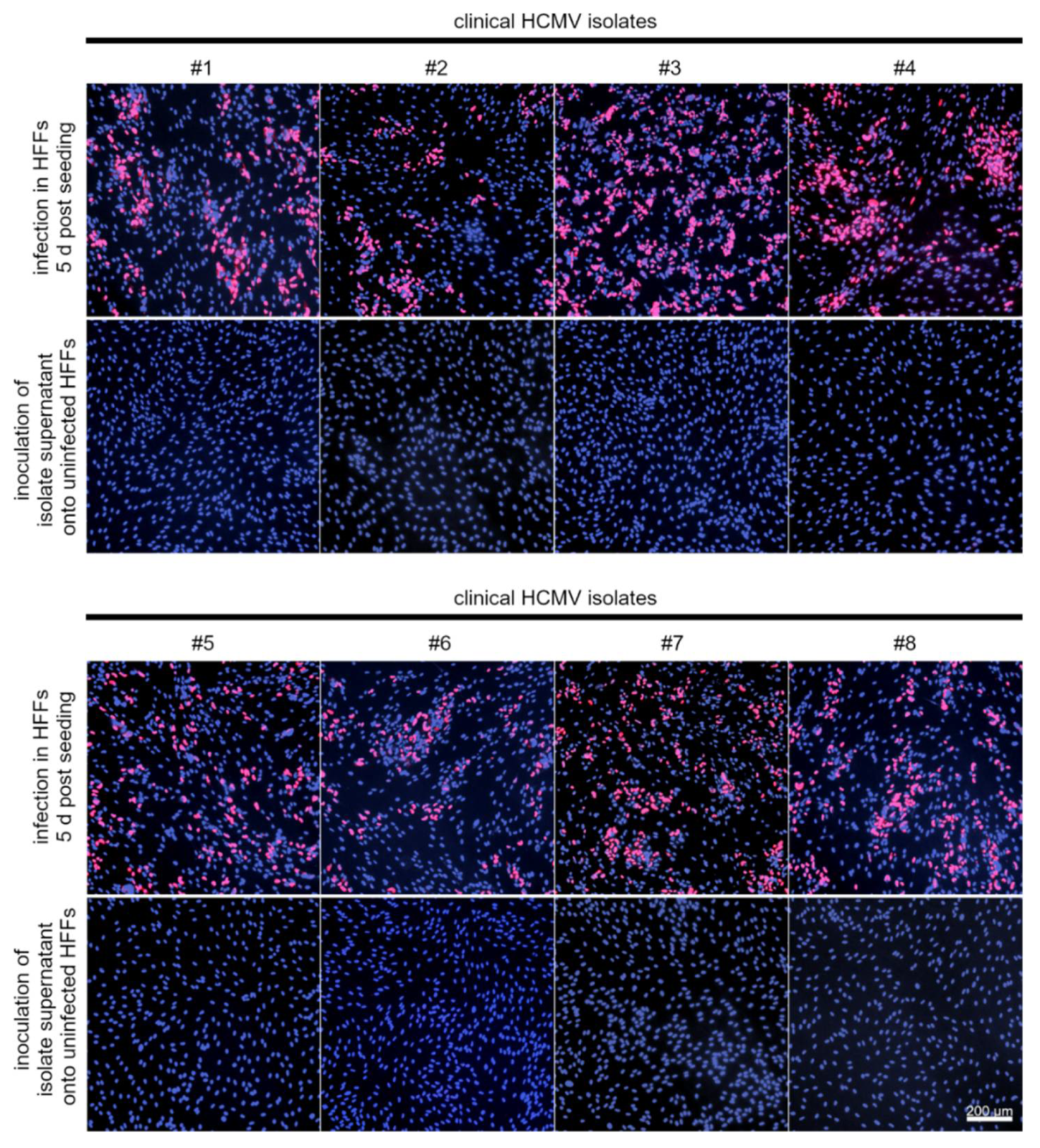 Viruses 14 01561 g007