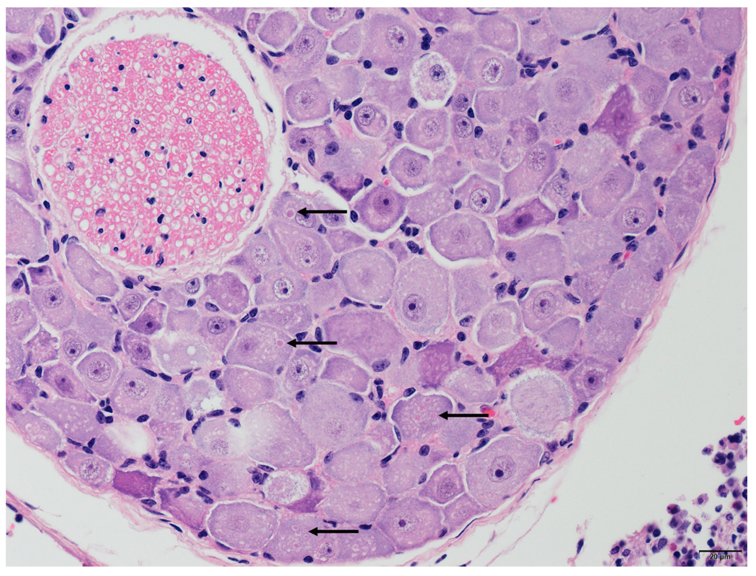 Viruses 14 01562 g002