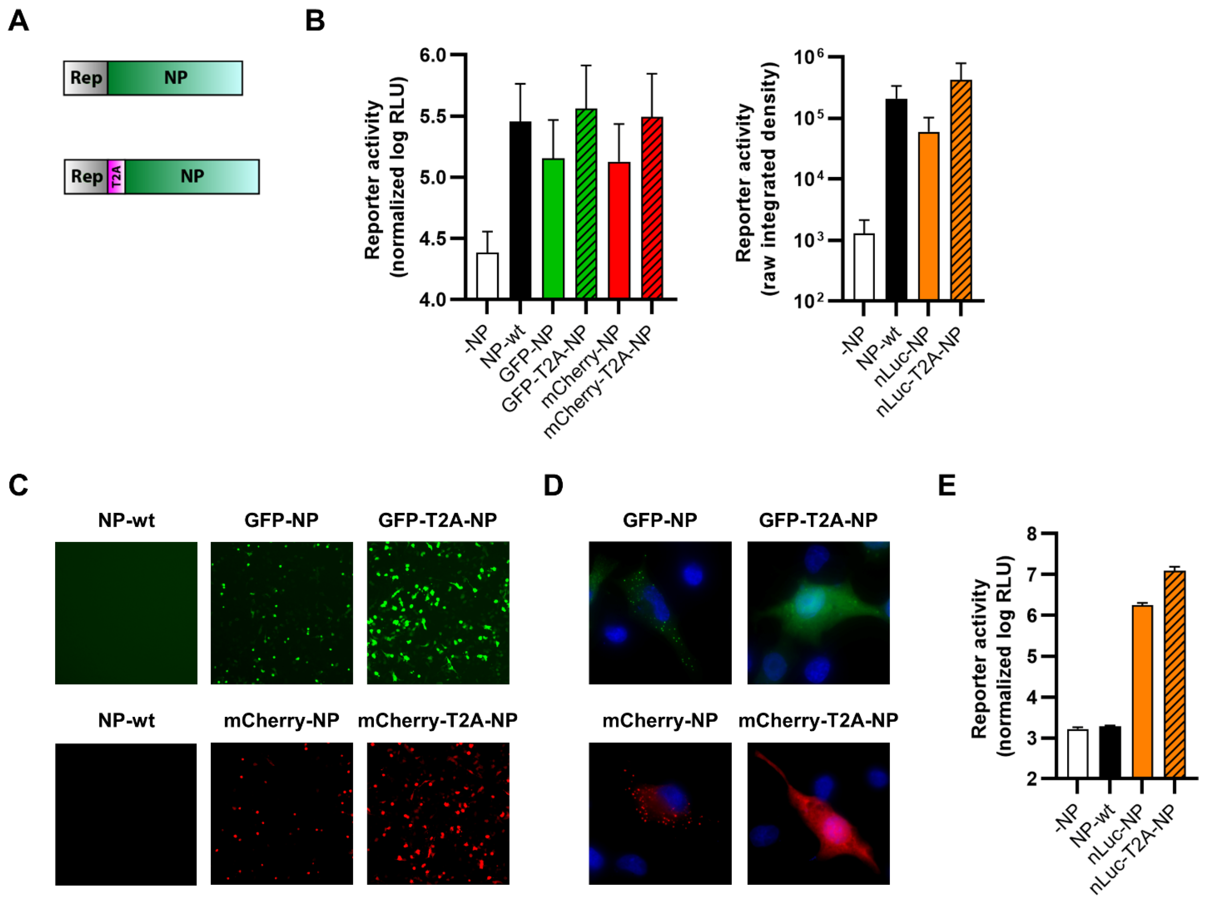 Viruses 14 01563 g002