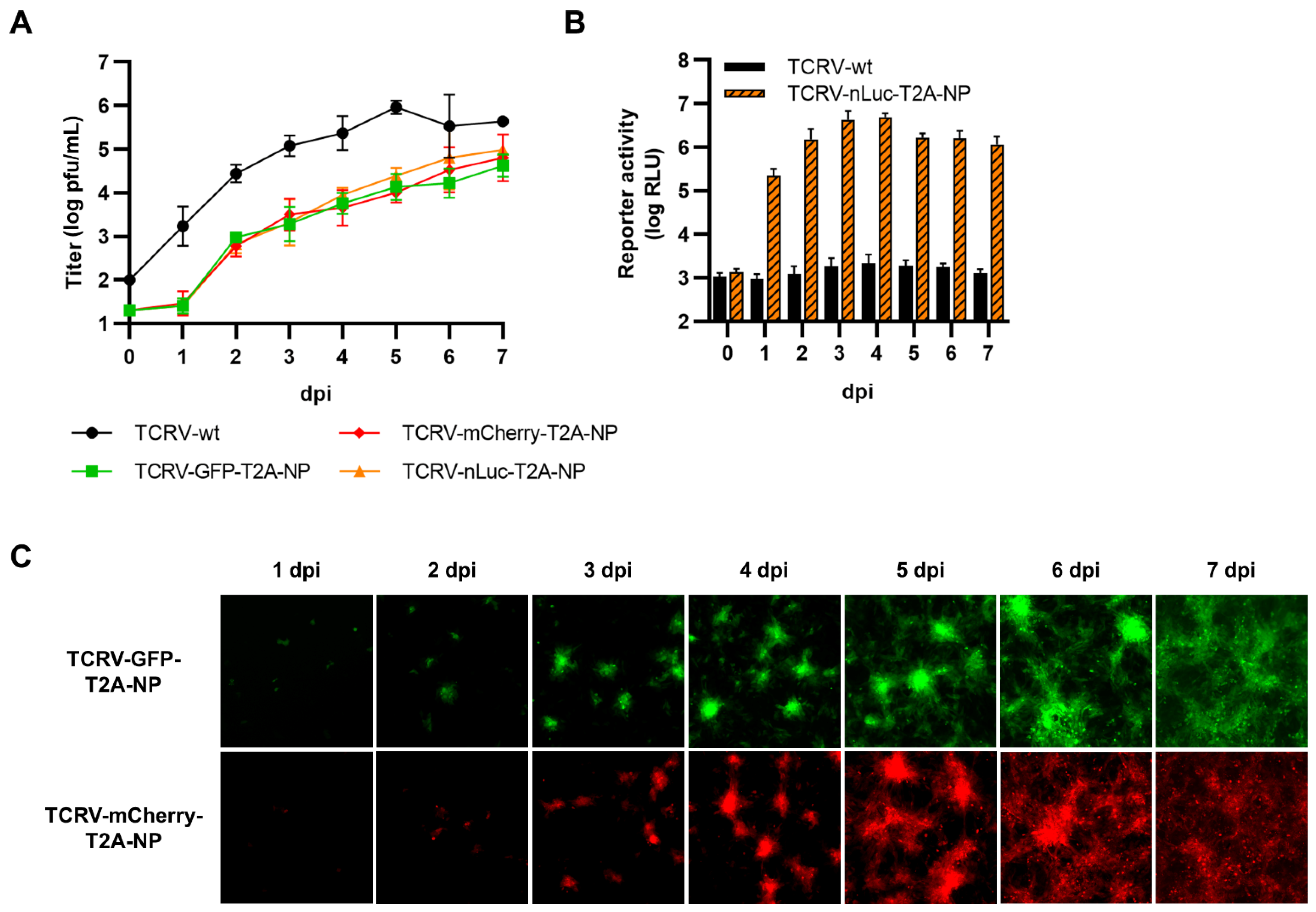 Viruses 14 01563 g003