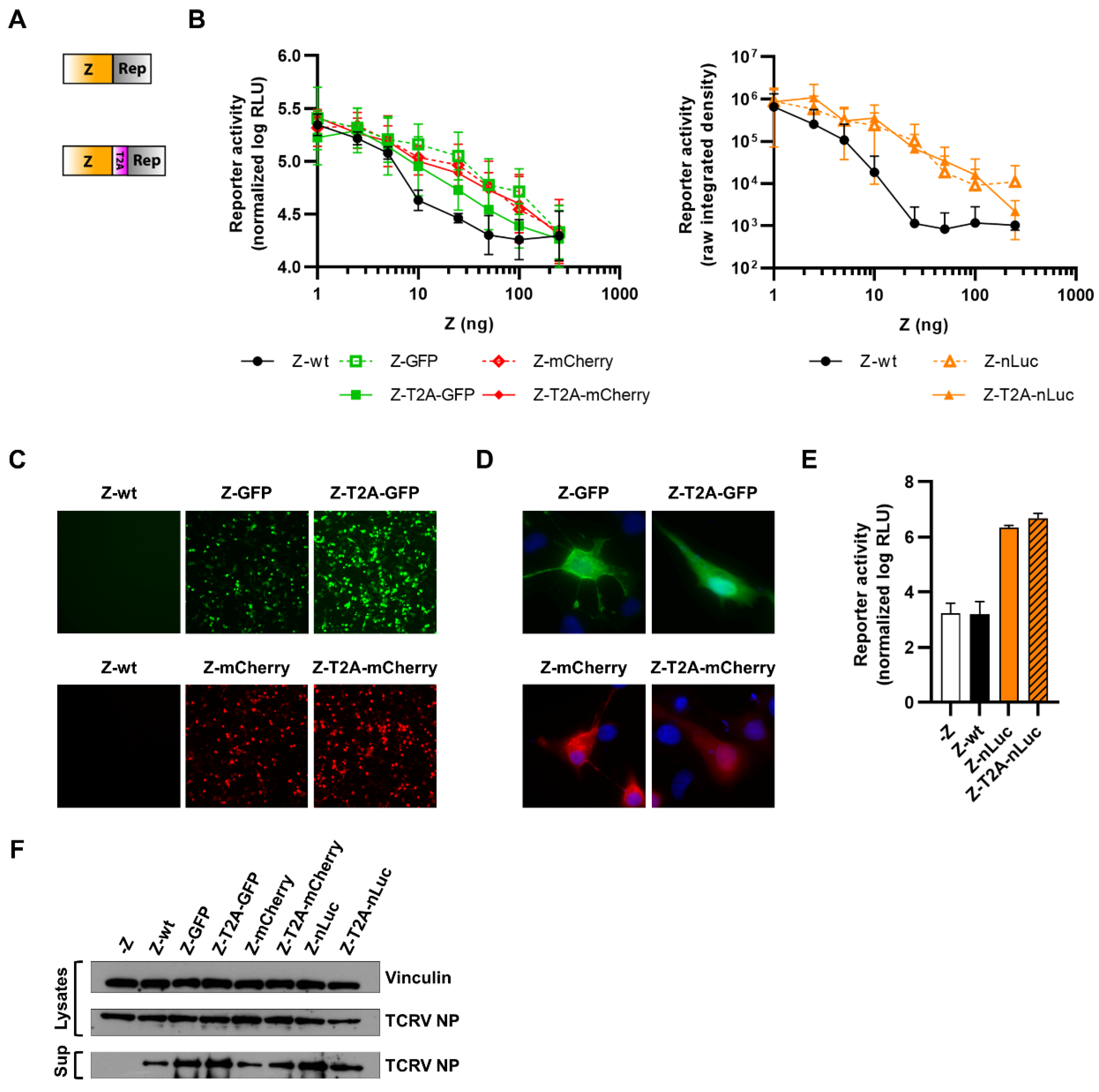 Viruses 14 01563 g006
