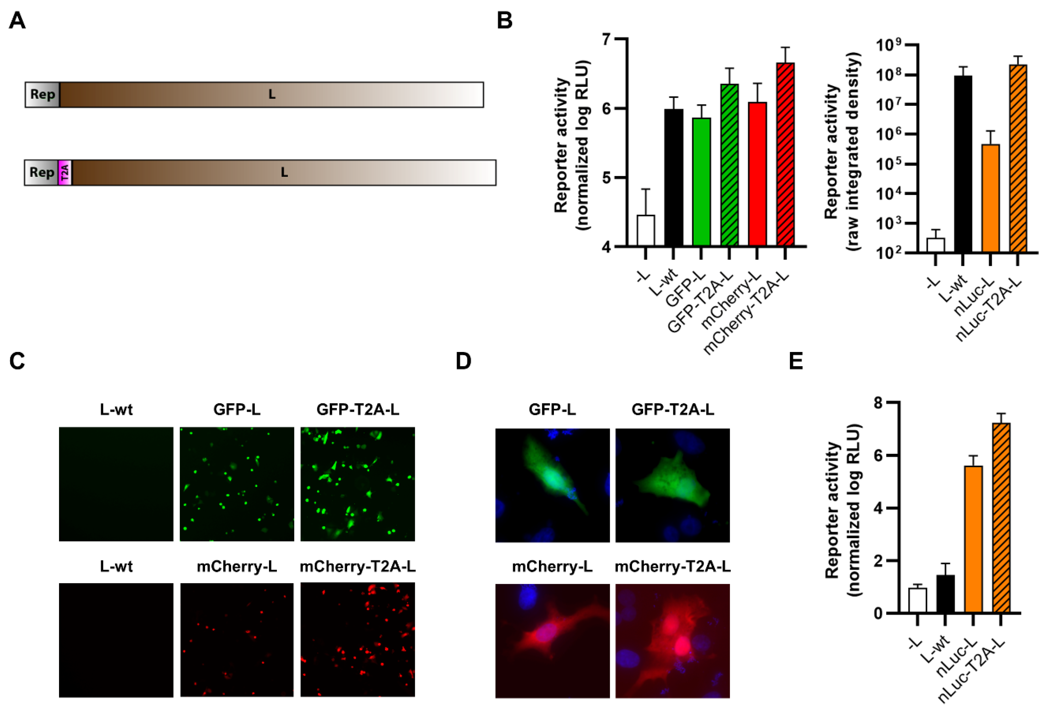 Viruses 14 01563 g008