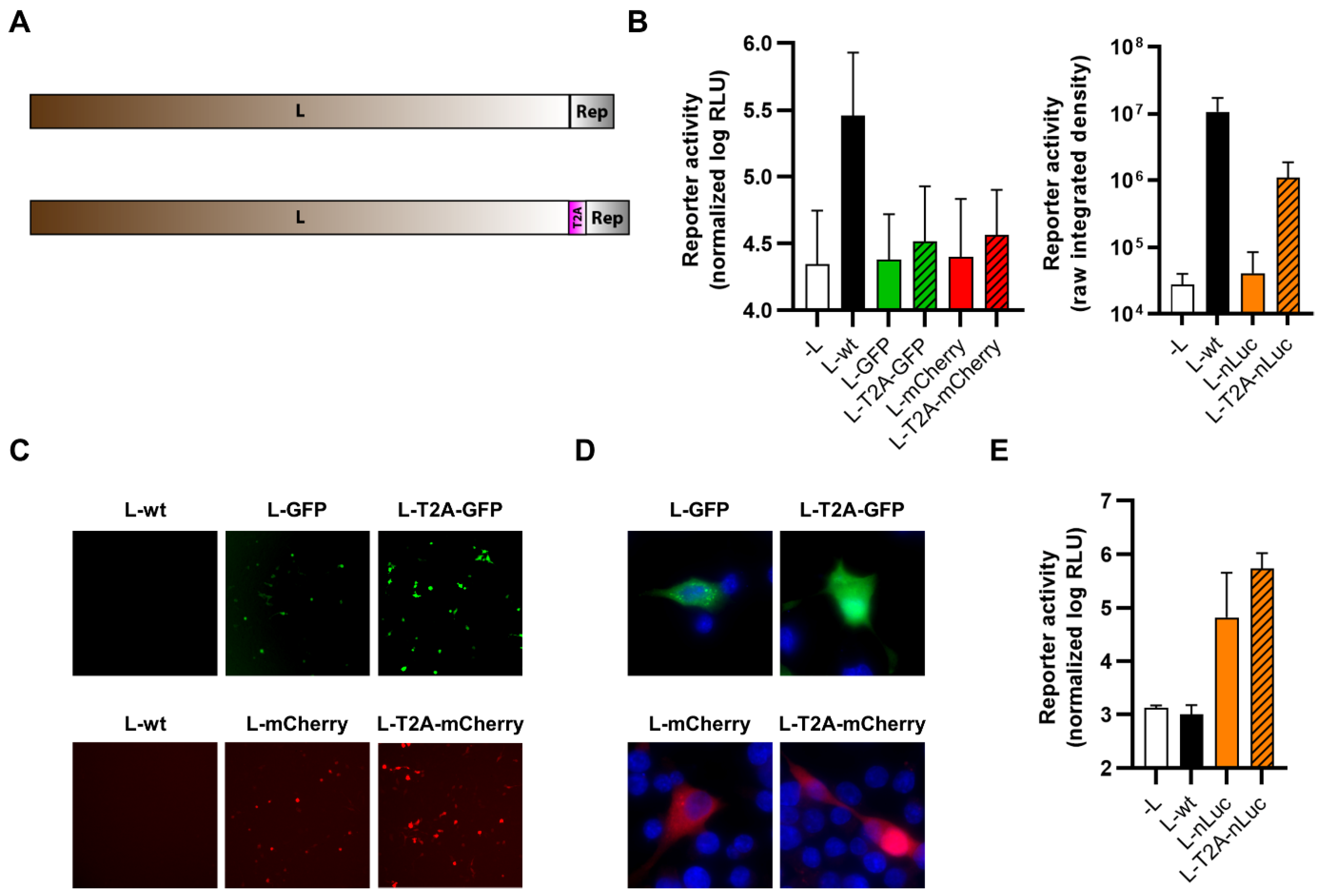 Viruses 14 01563 g009