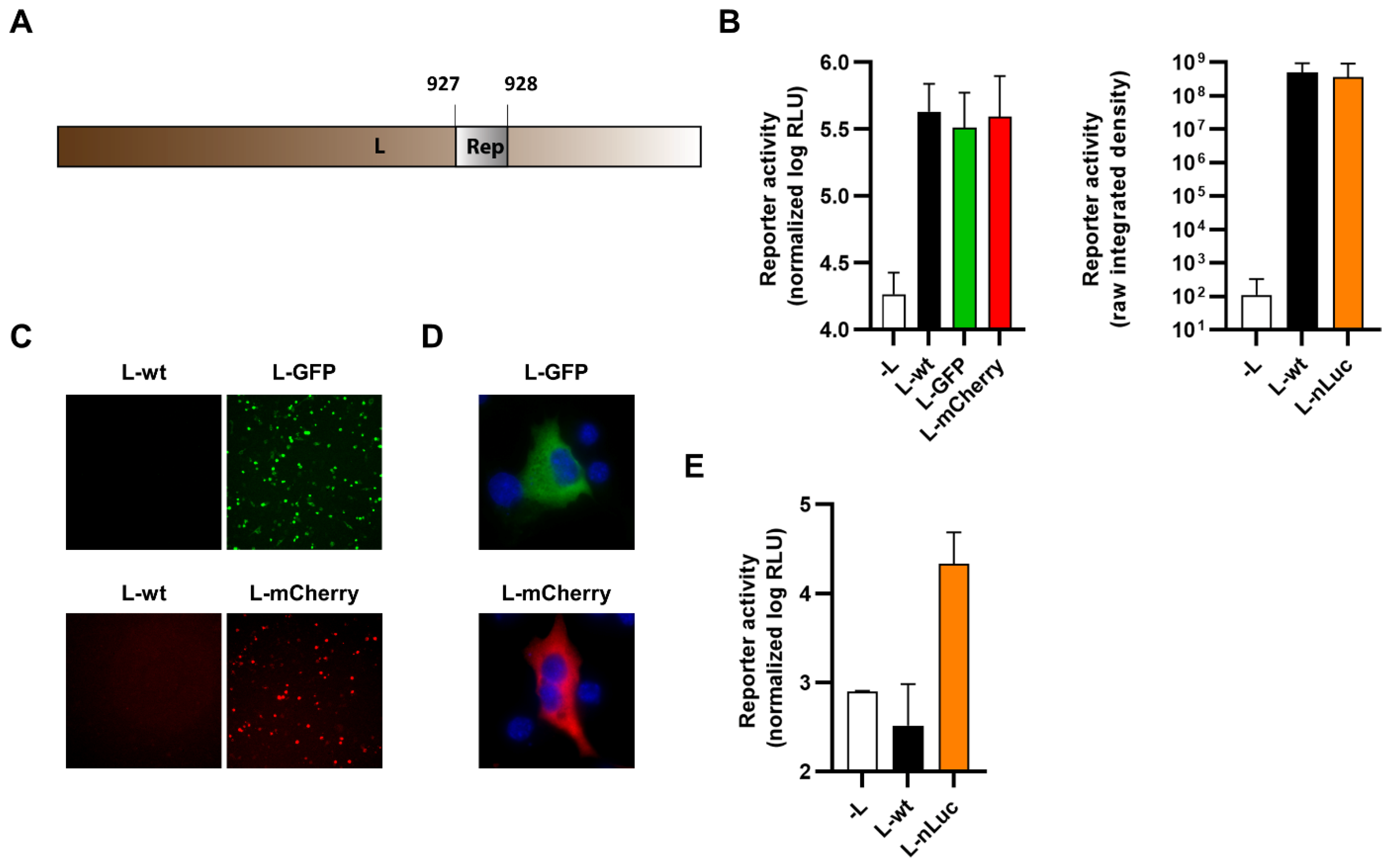 Viruses 14 01563 g010