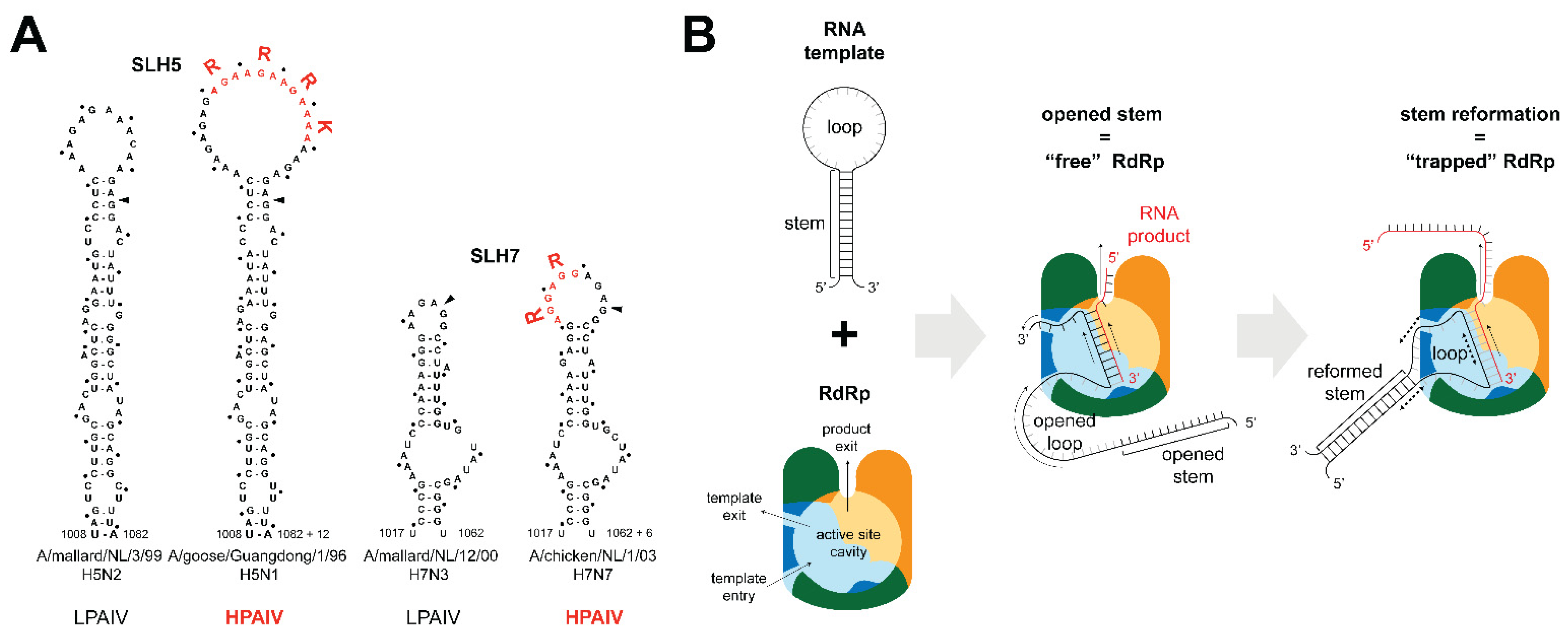 Viruses 14 01566 g005