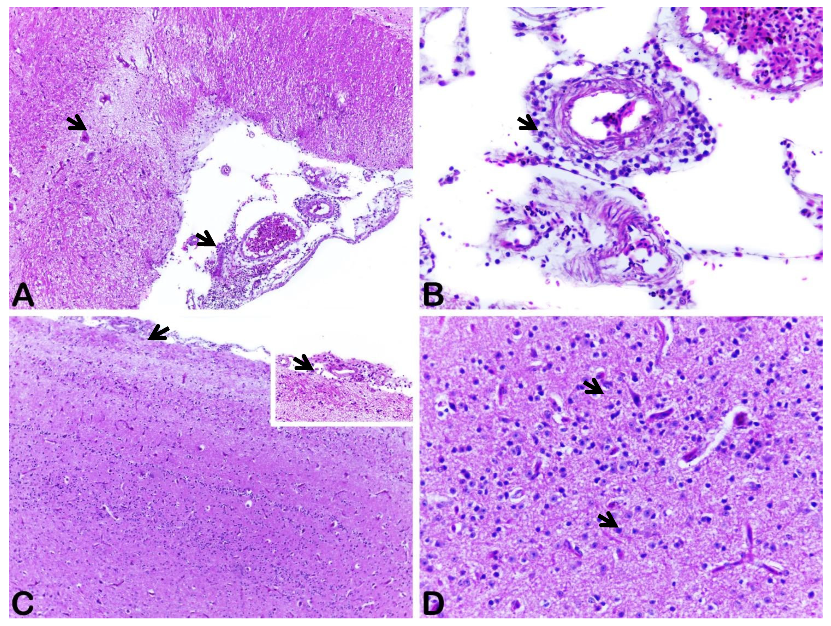 Viruses 14 01579 g001