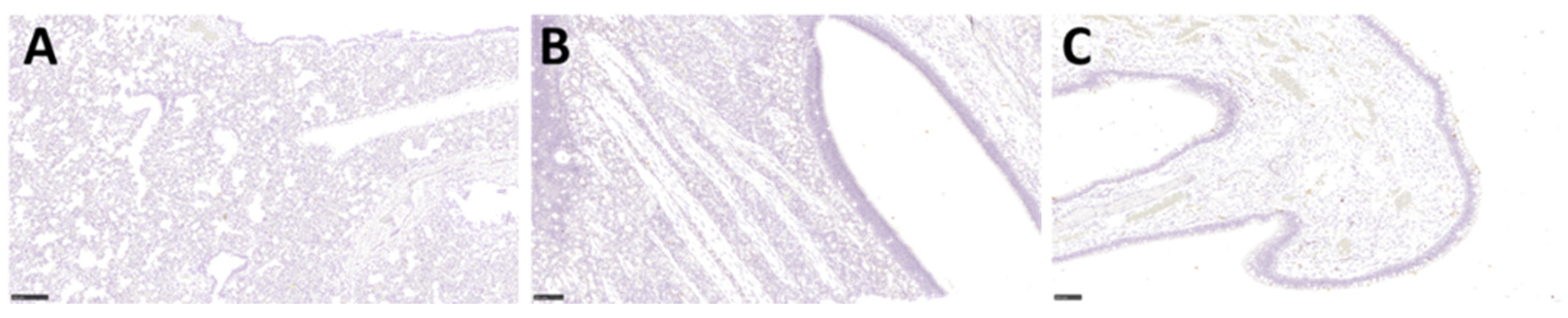 Viruses 14 01580 g006