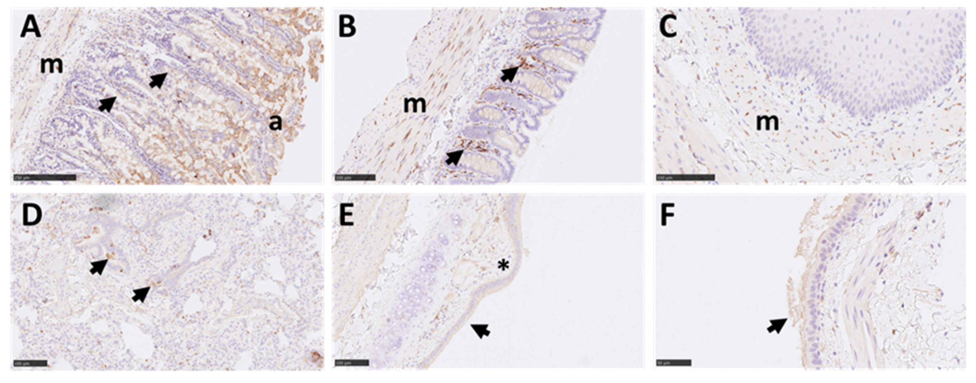 Viruses 14 01580 g008
