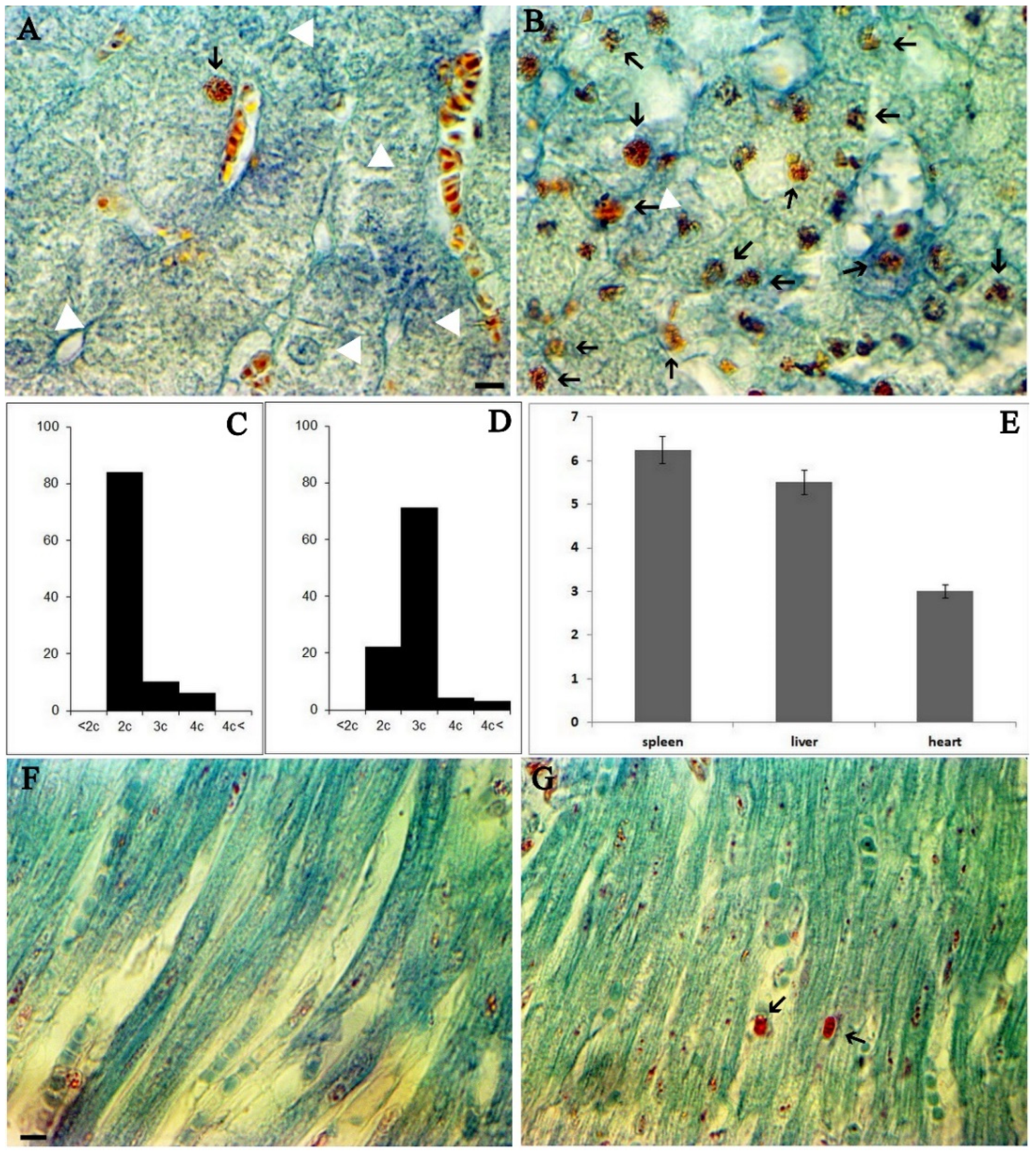 Viruses 14 01593 g001