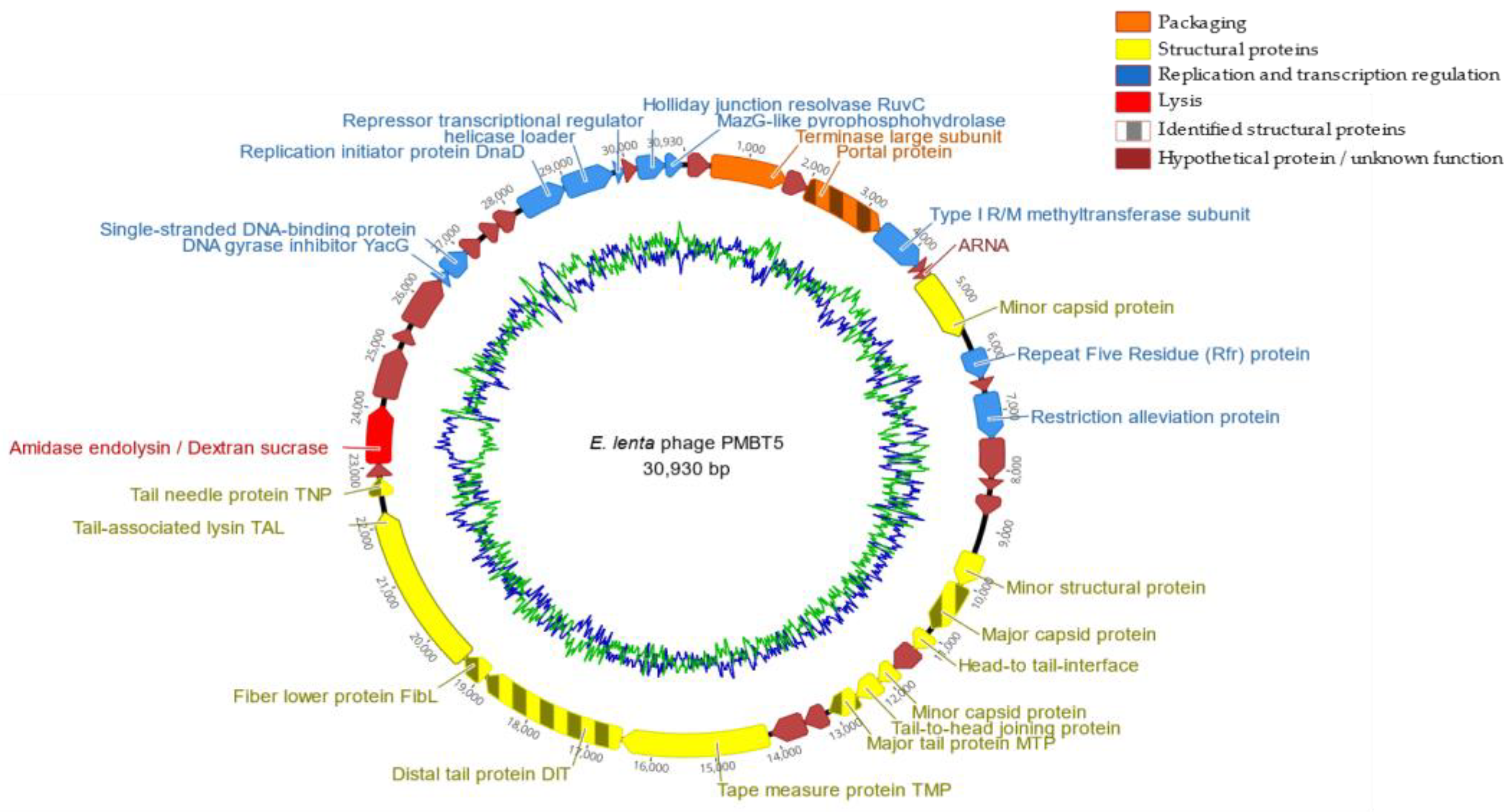 Viruses 14 01598 g003