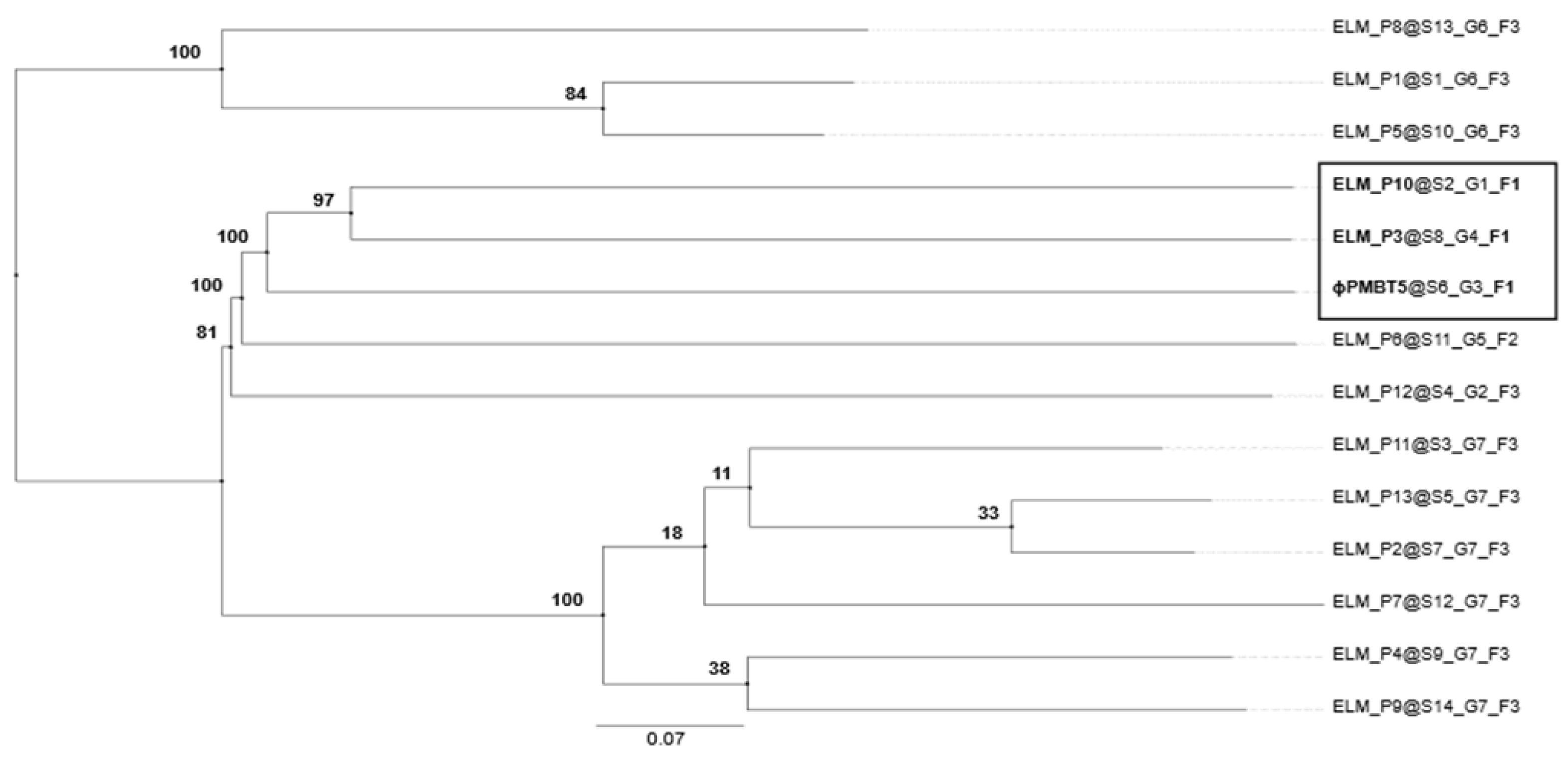 Viruses 14 01598 g004