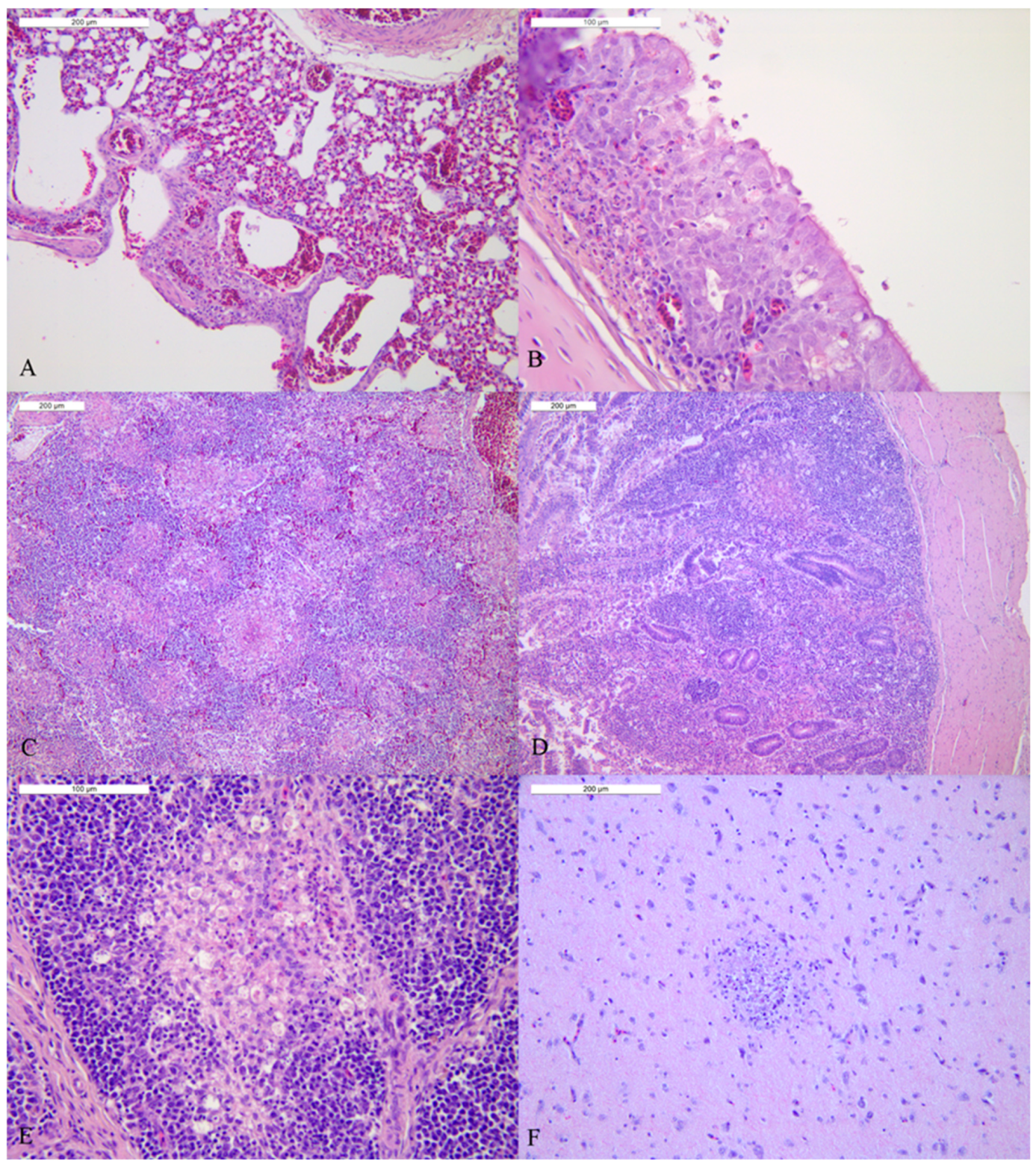 Viruses 14 01600 g005