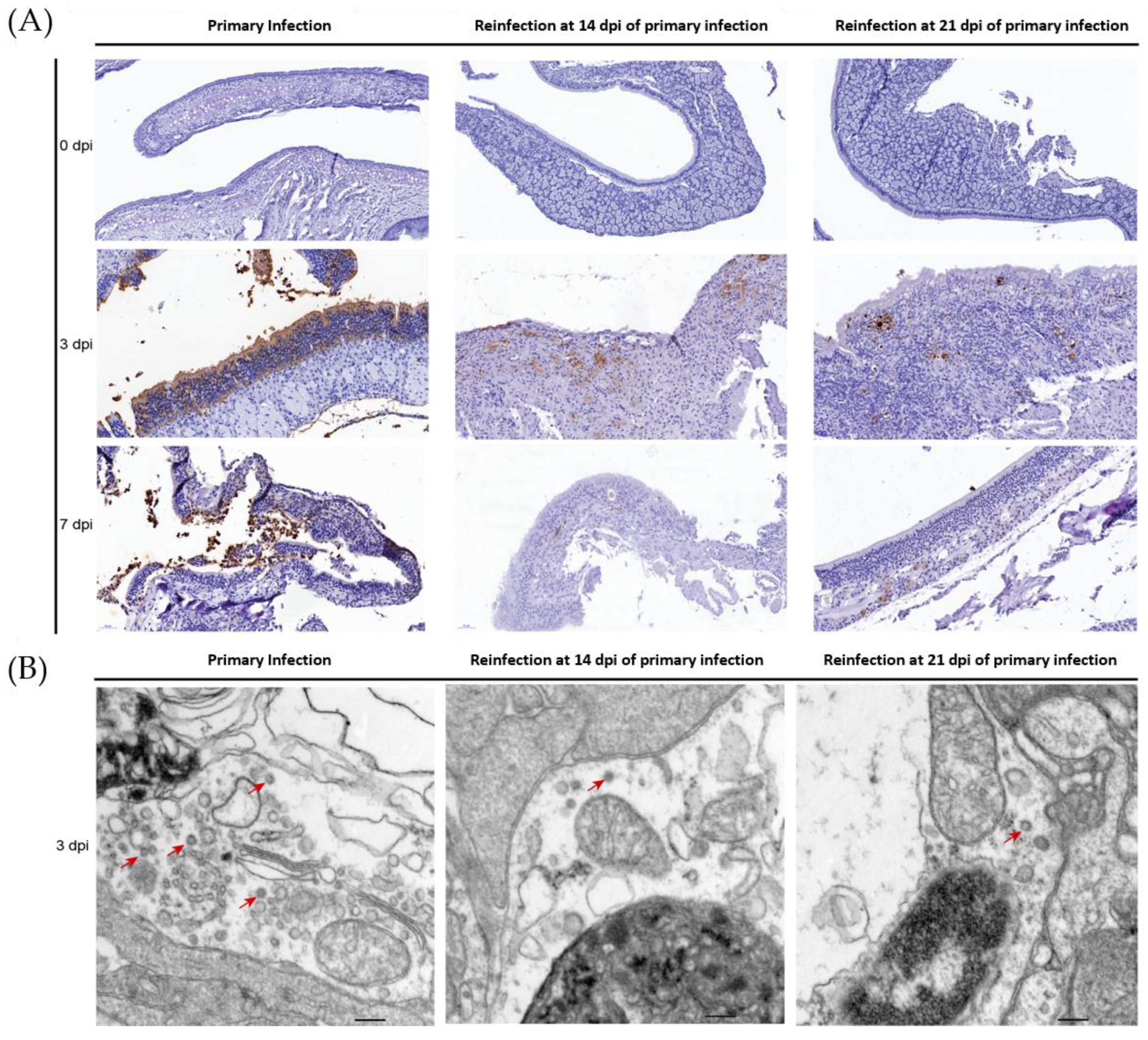 Viruses 14 01608 g003