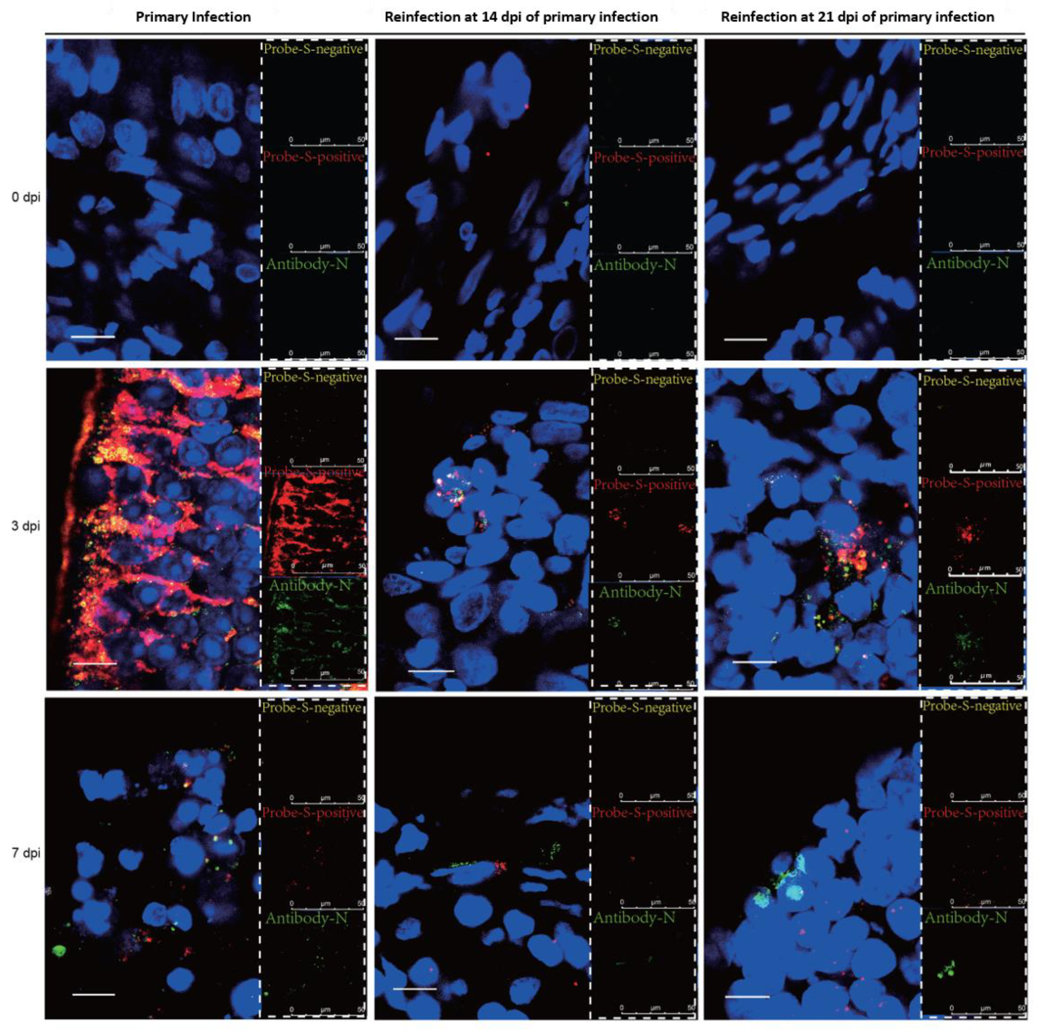 Viruses 14 01608 g004