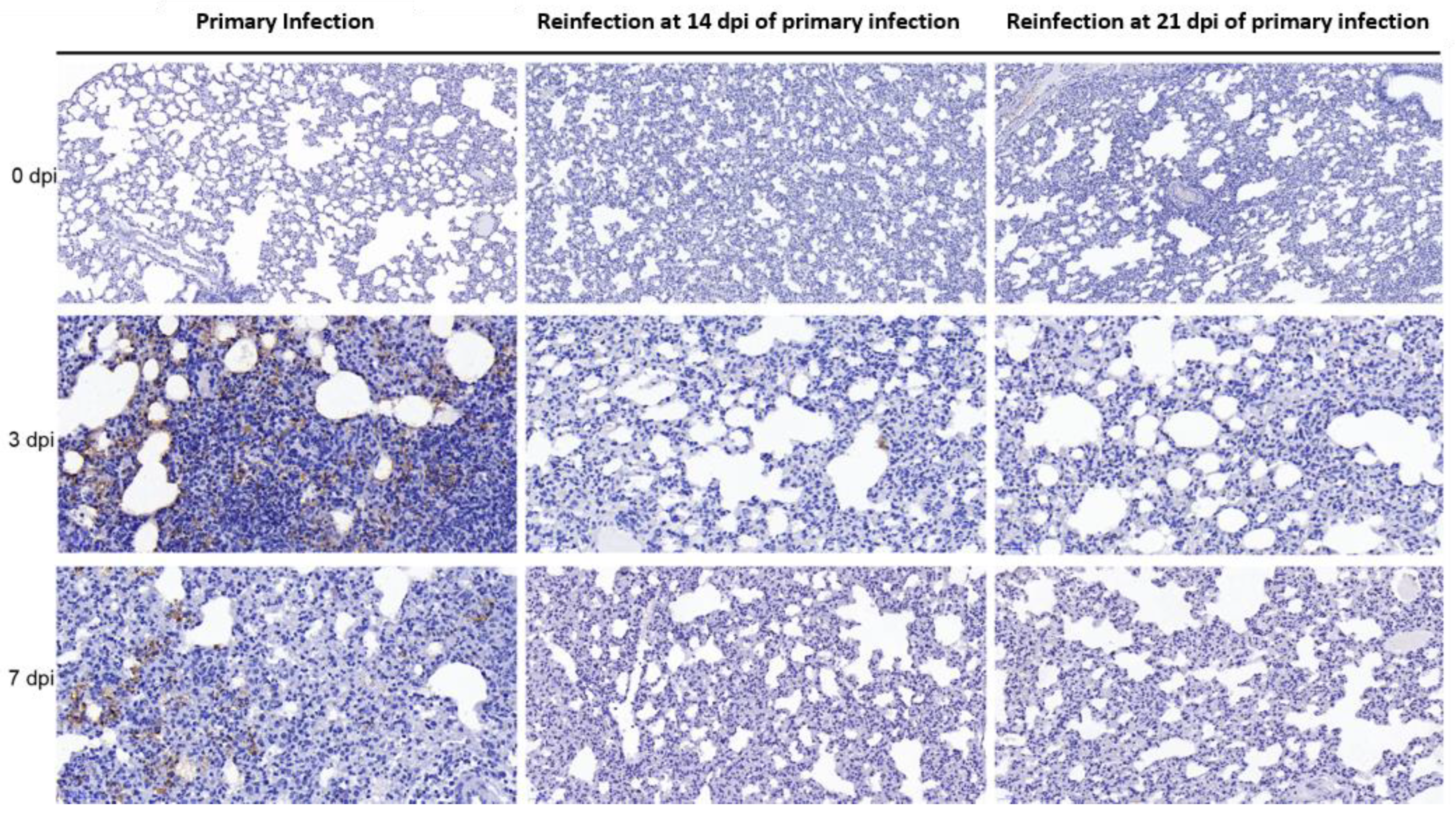 Viruses 14 01608 g005