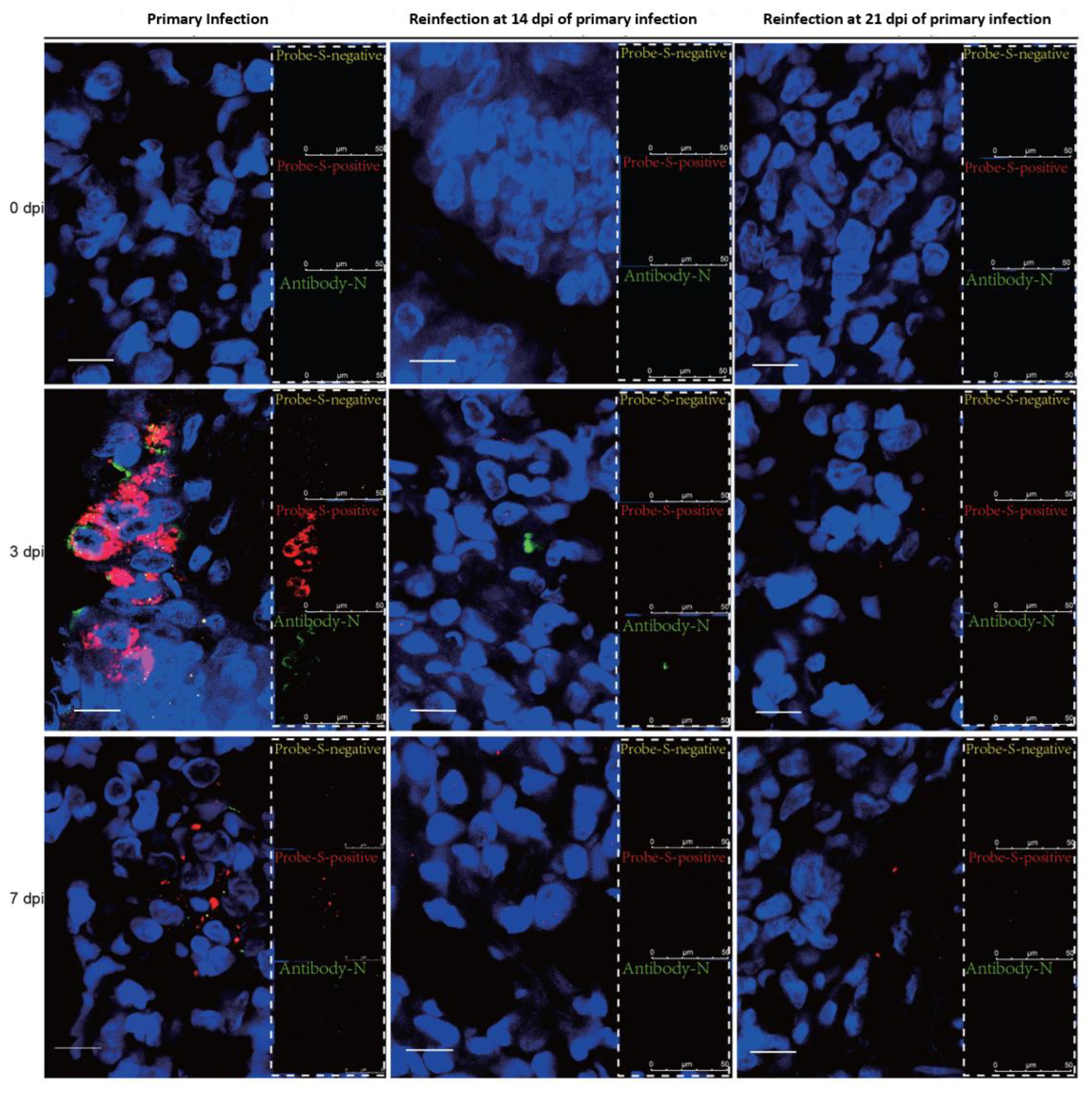 Viruses 14 01608 g006