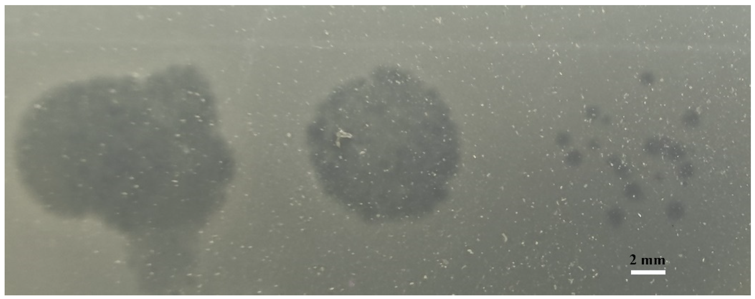 Viruses 14 01609 g001