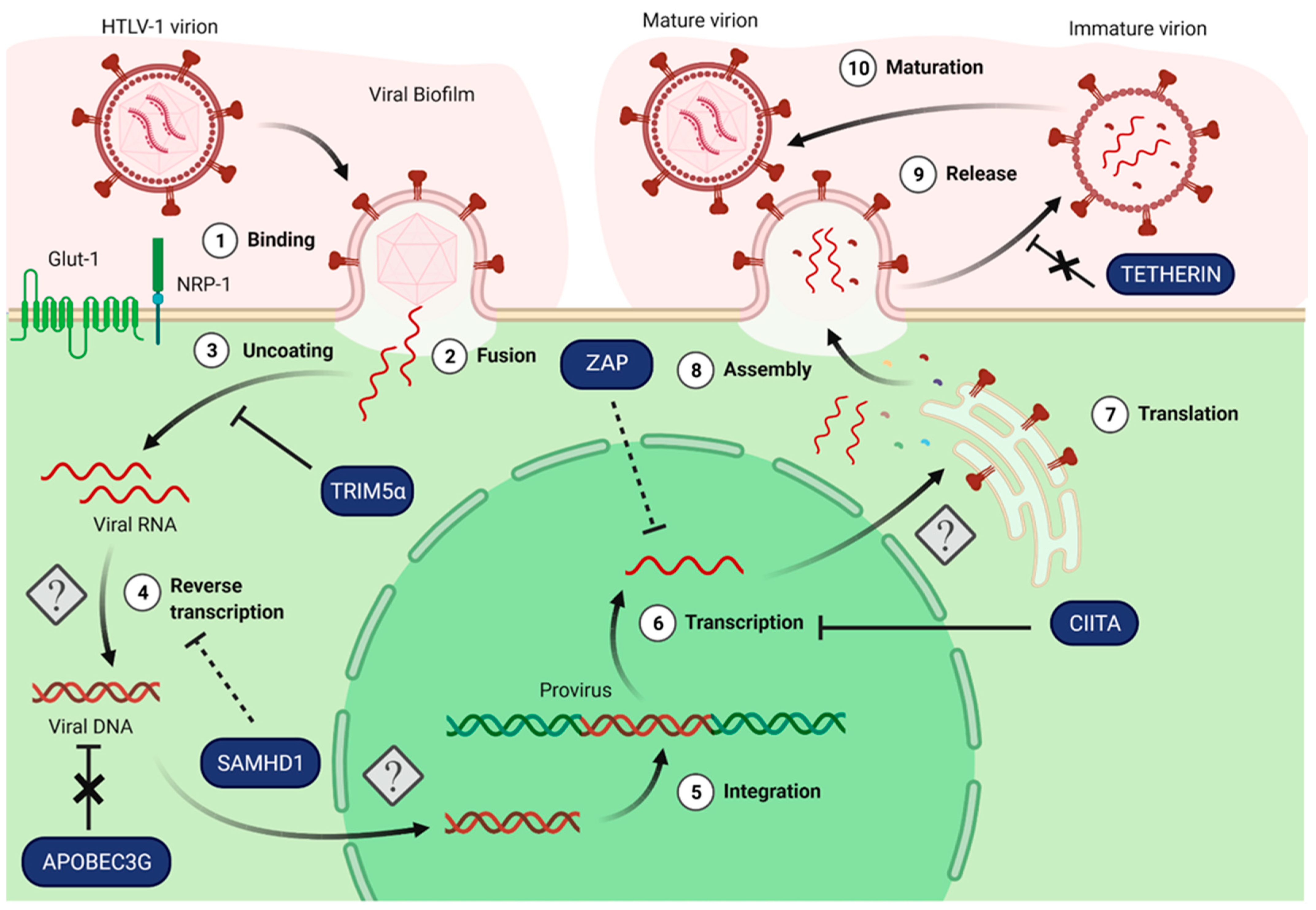 Viruses 14 01611 g002