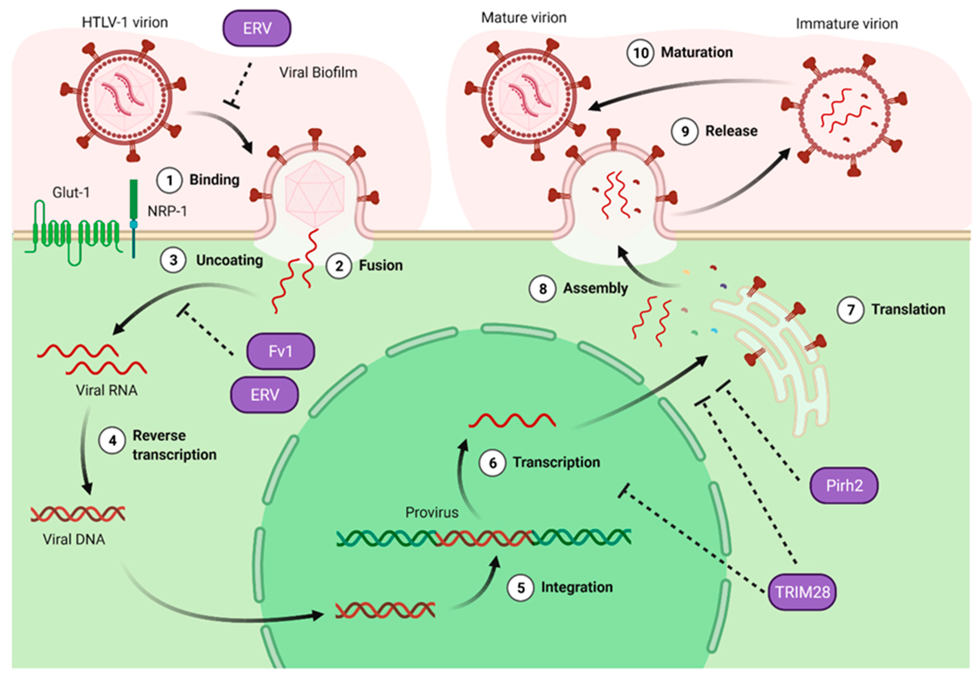 Viruses 14 01611 g003