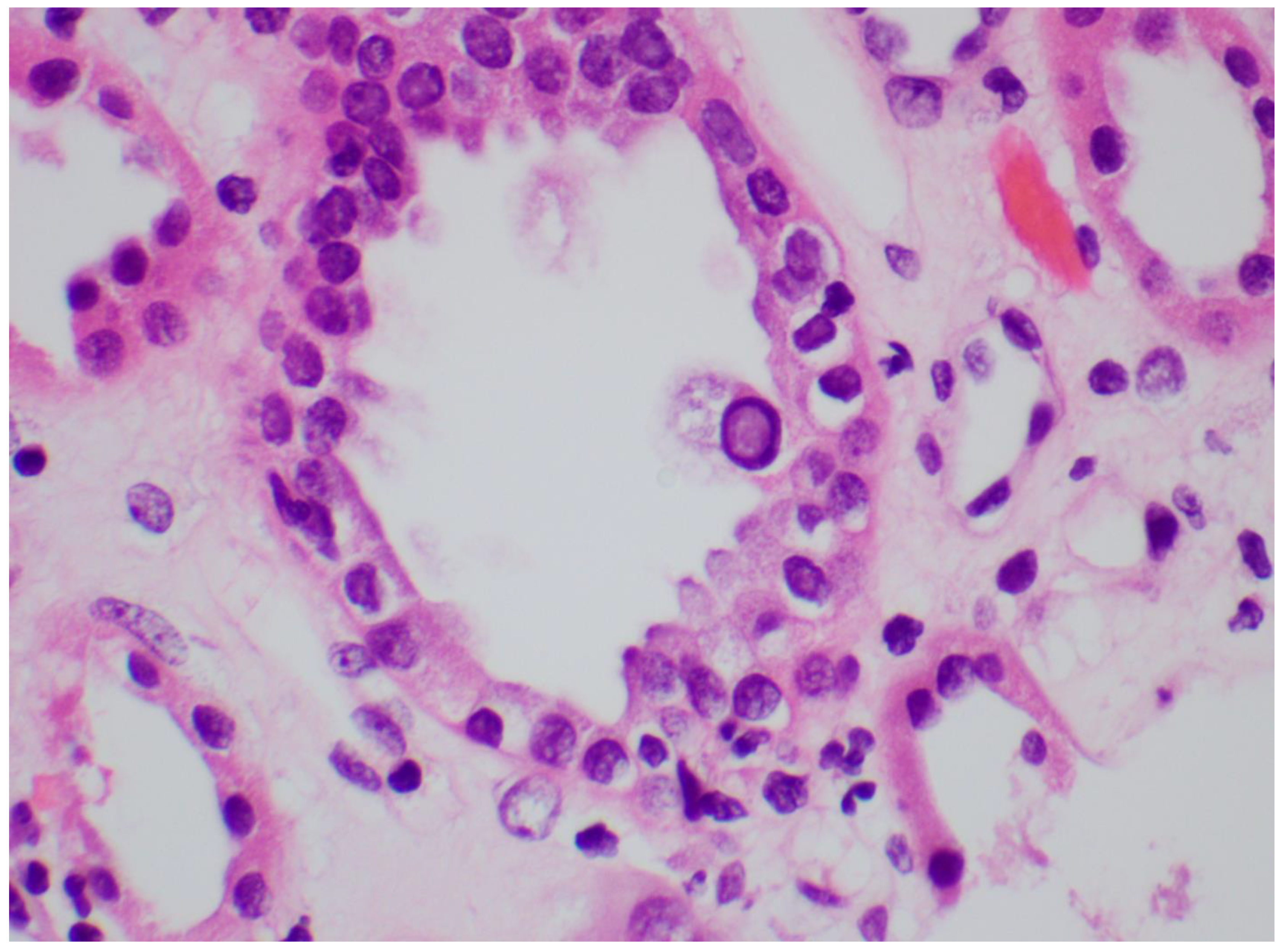 Viruses 14 01616 g002