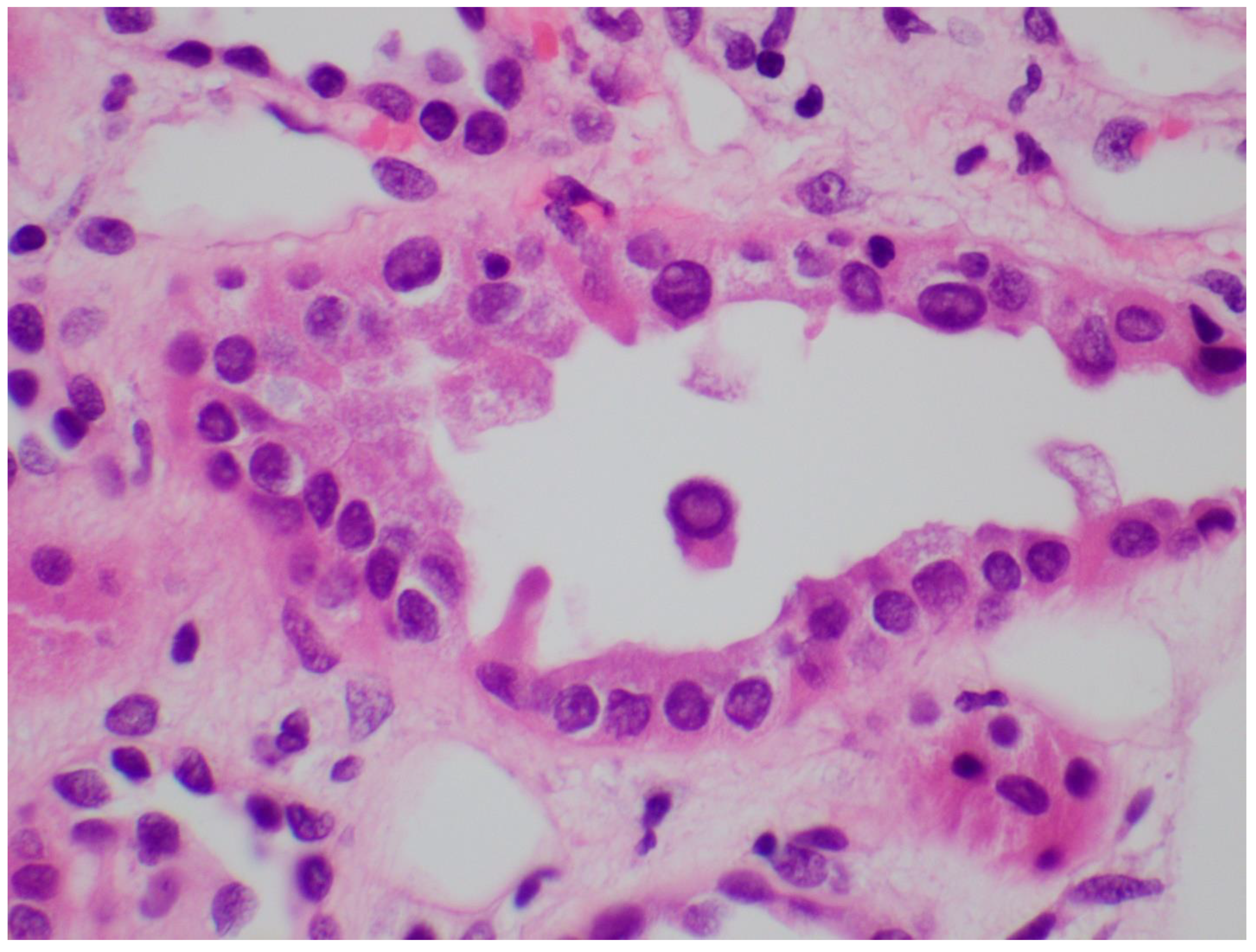 Viruses 14 01616 g003