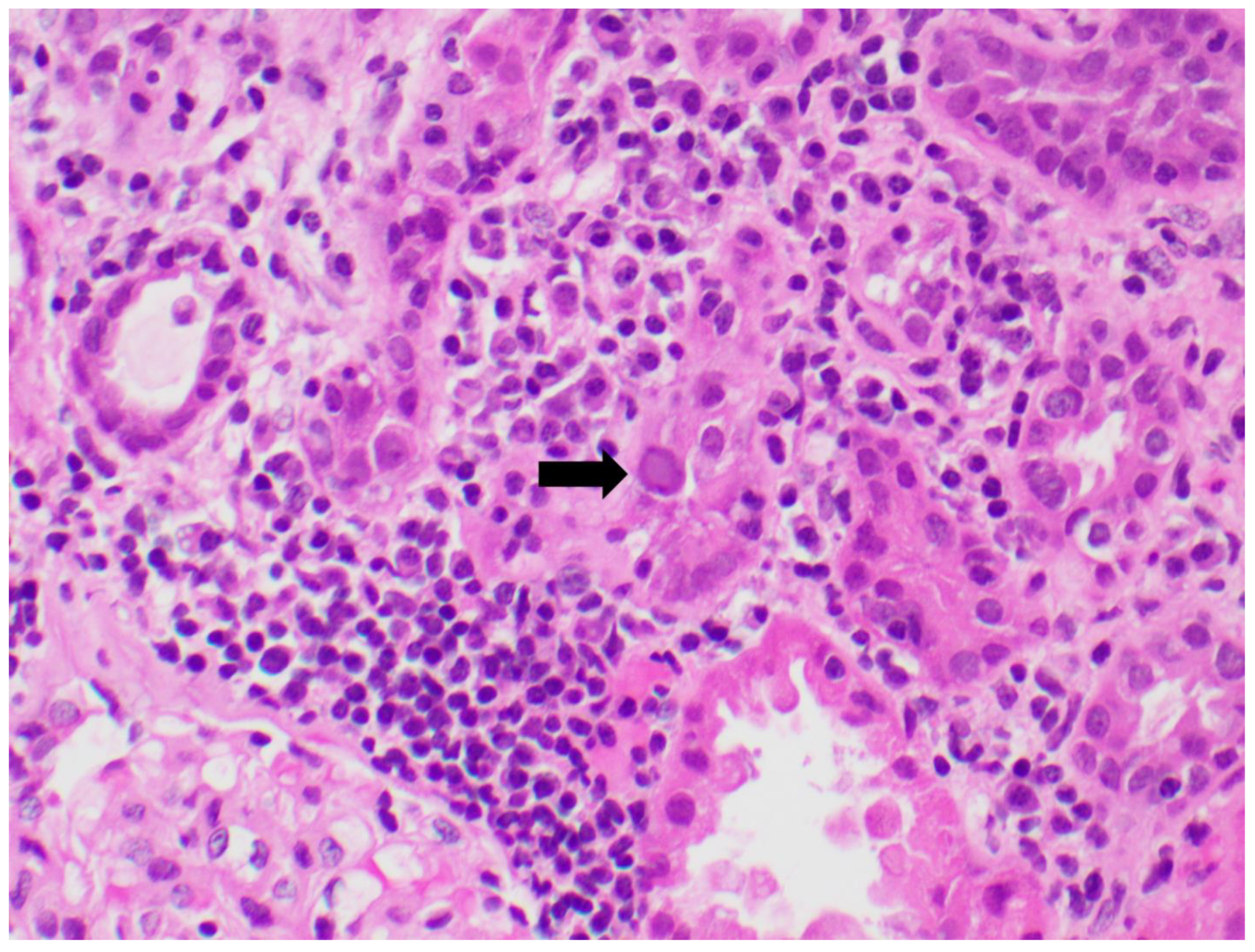 Viruses 14 01616 g004