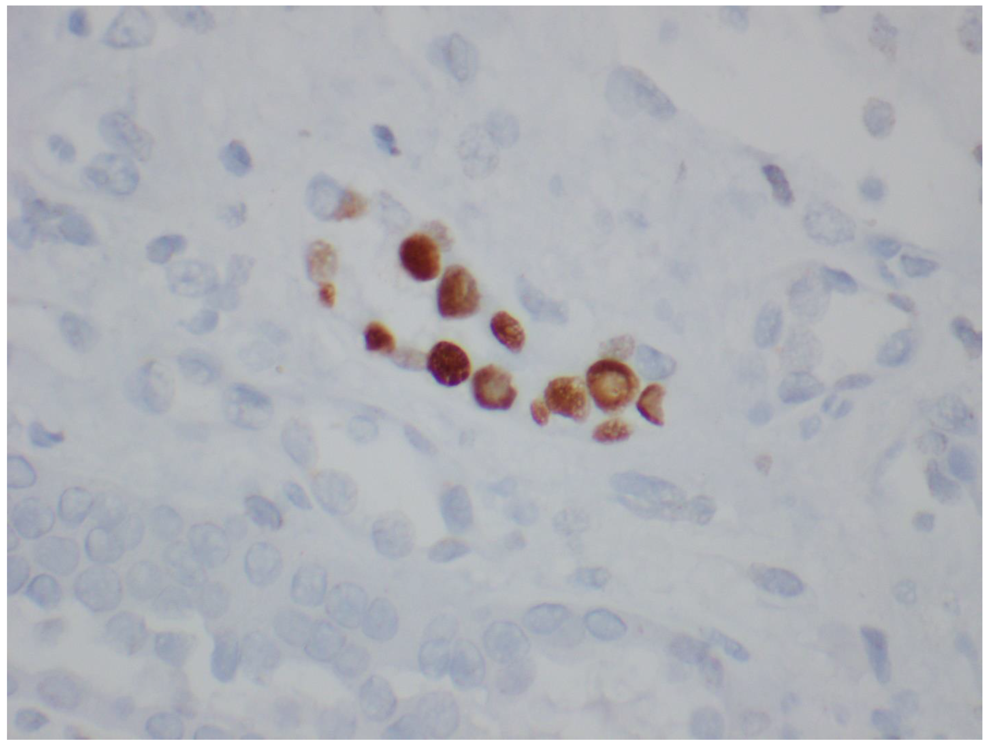 Viruses 14 01616 g005