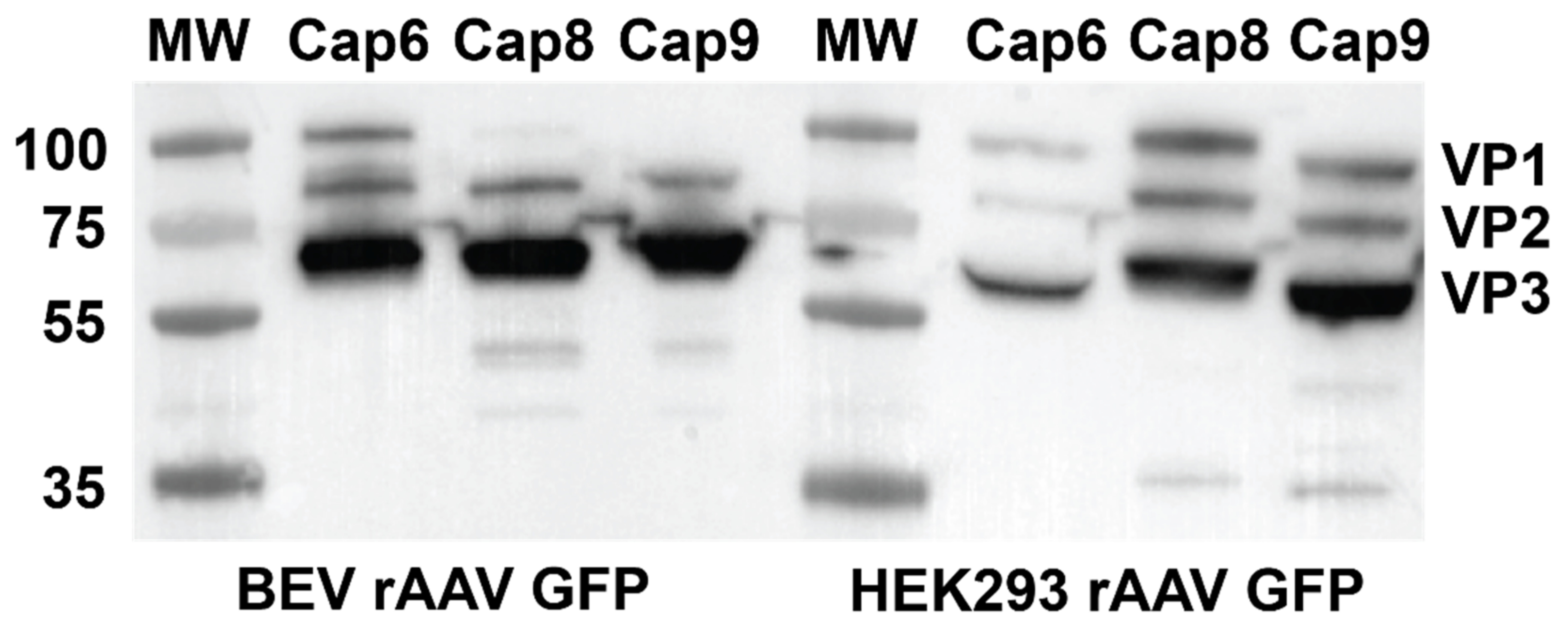 Viruses 14 01623 g003